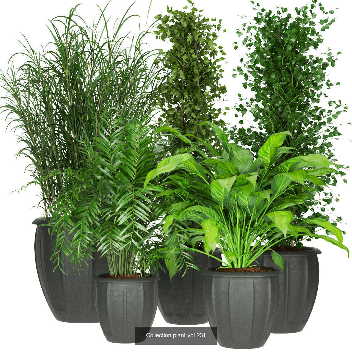 Collection plant indoor vol 3 _1