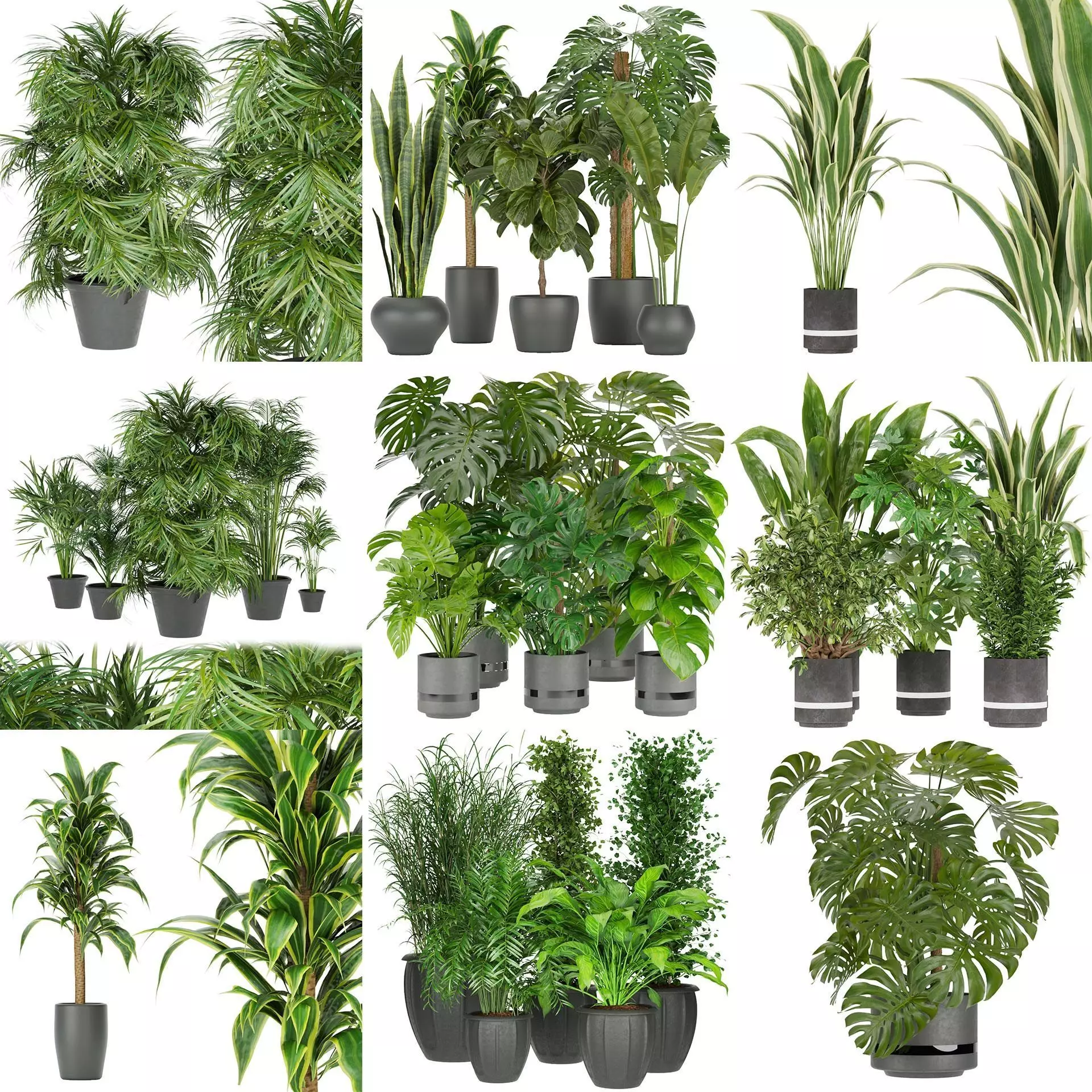 Collection plant indoor vol 3 _0