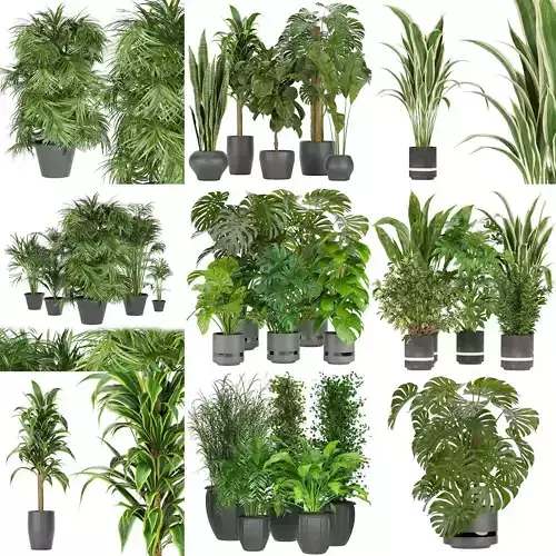 Collection plant indoor vol 3 