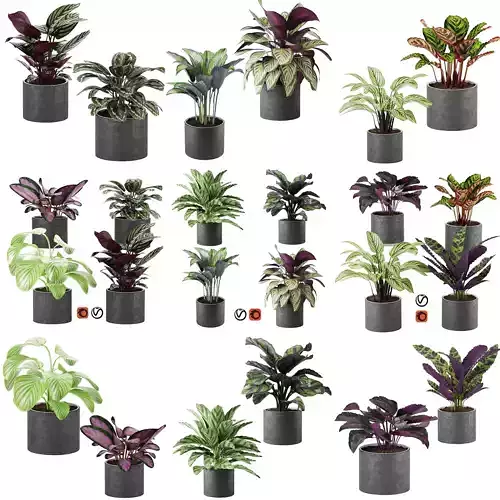 calathea Collection plants in pots 