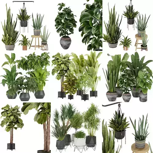 Collection plant indoor vol 4 