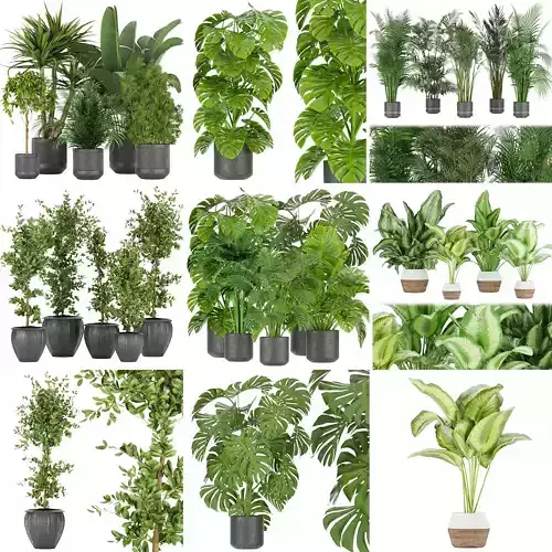 Collection plant indoor vol 5 