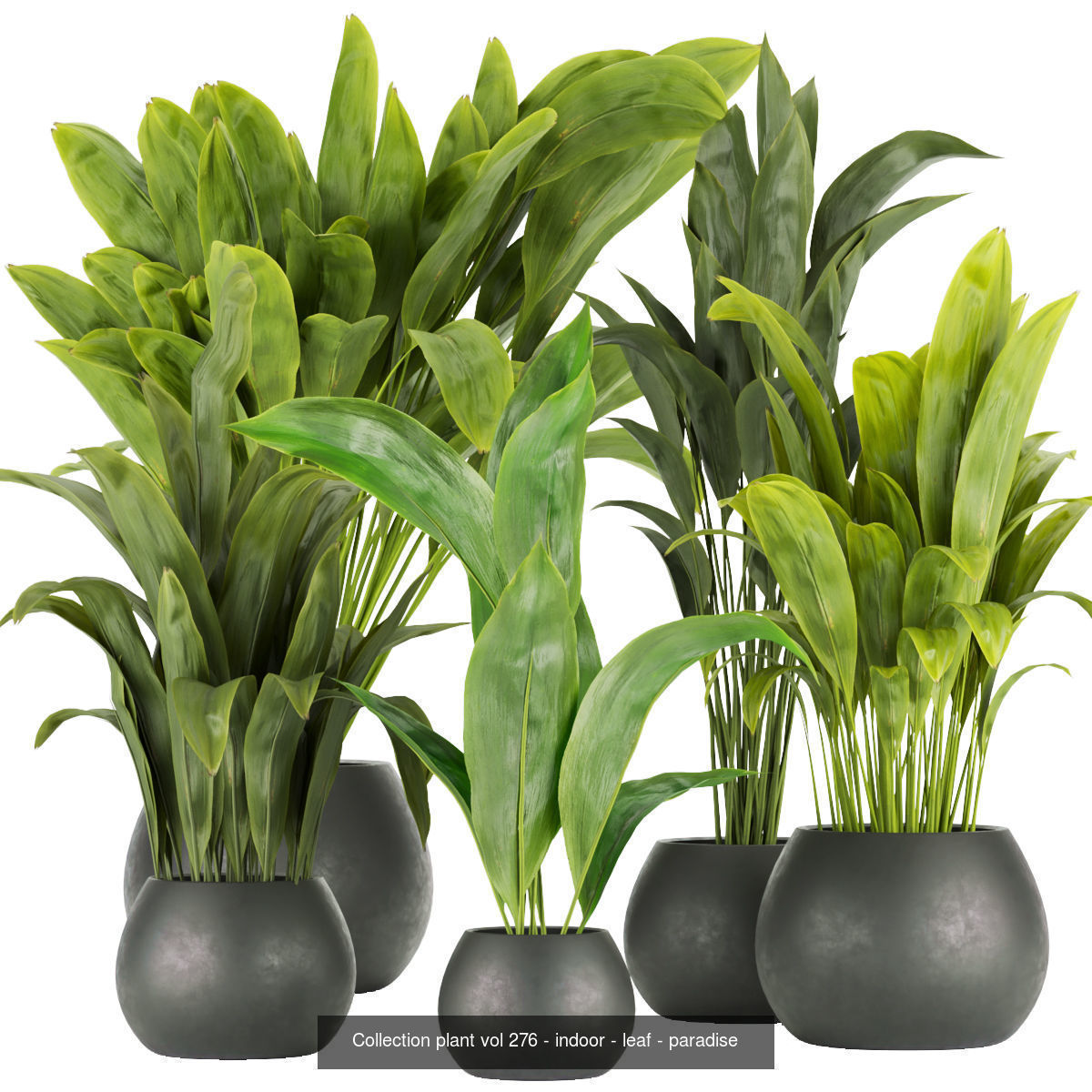 Collection plant indoor vol 6 _4