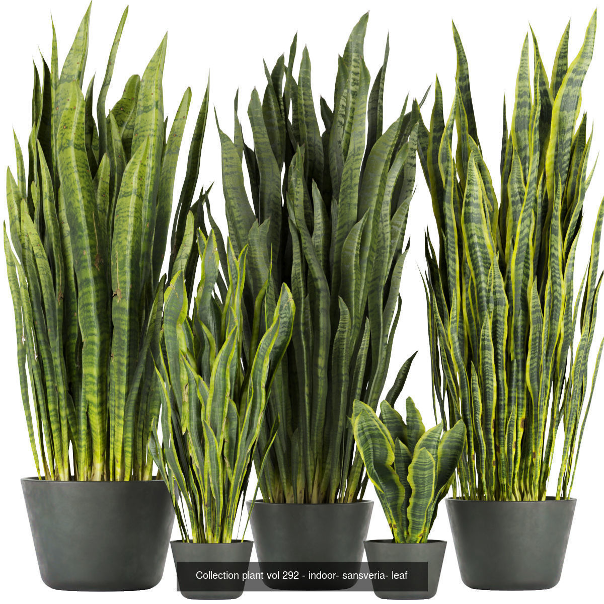 Collection plant indoor vol 6 _5