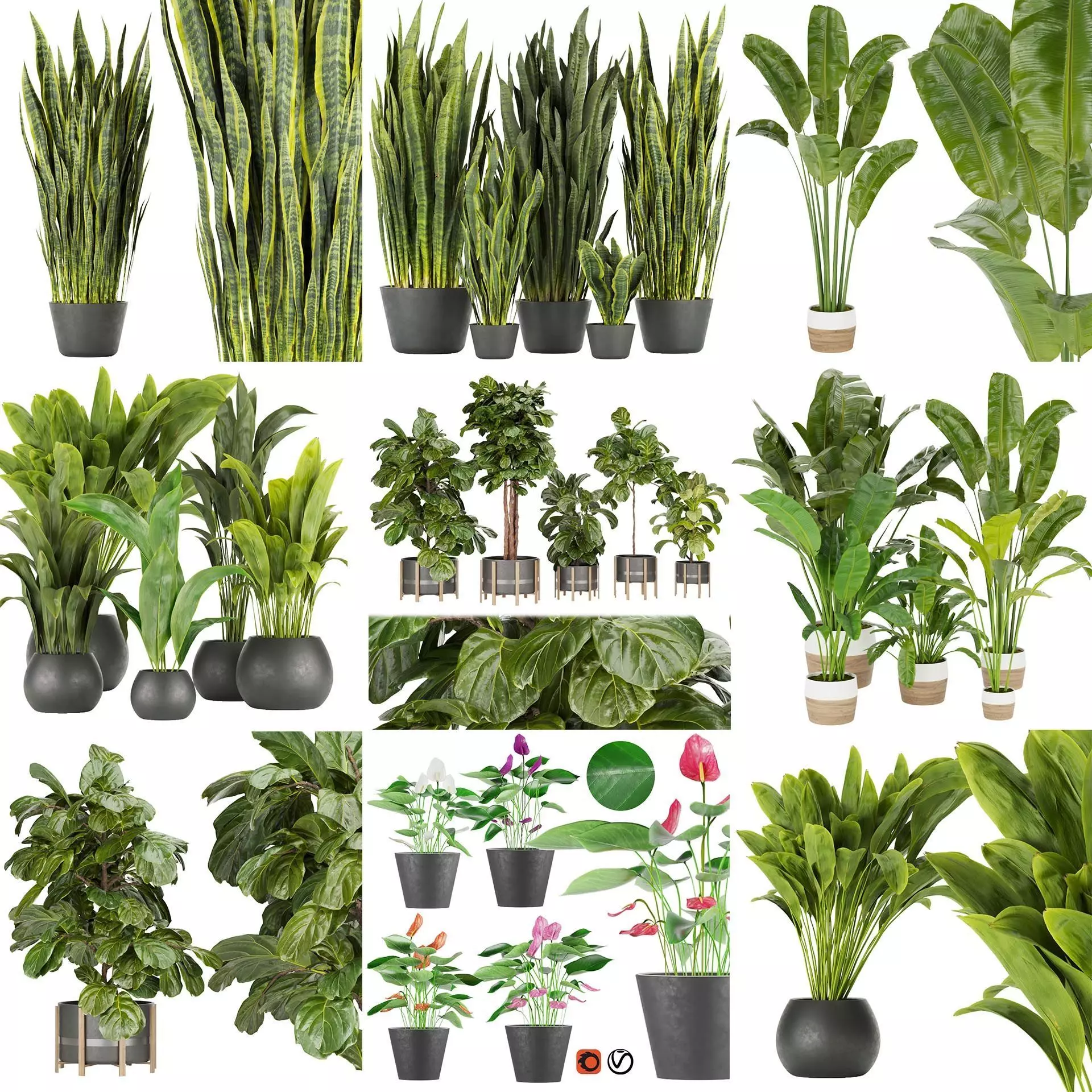 Collection plant indoor vol 6 _0