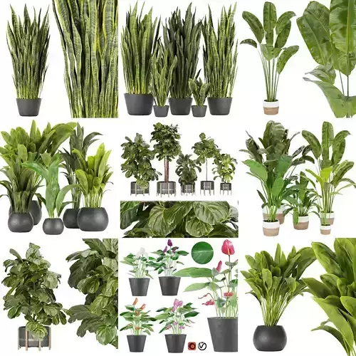 Collection plant indoor vol 6 