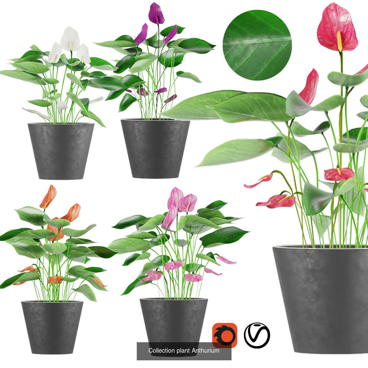 Collection plant indoor vol 6 _1