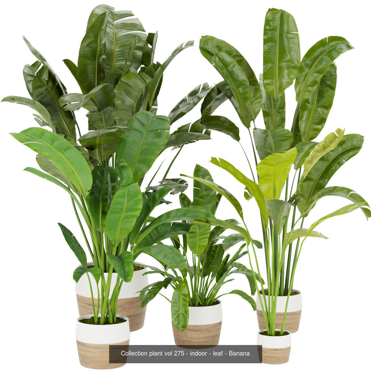 Collection plant indoor vol 6 _3