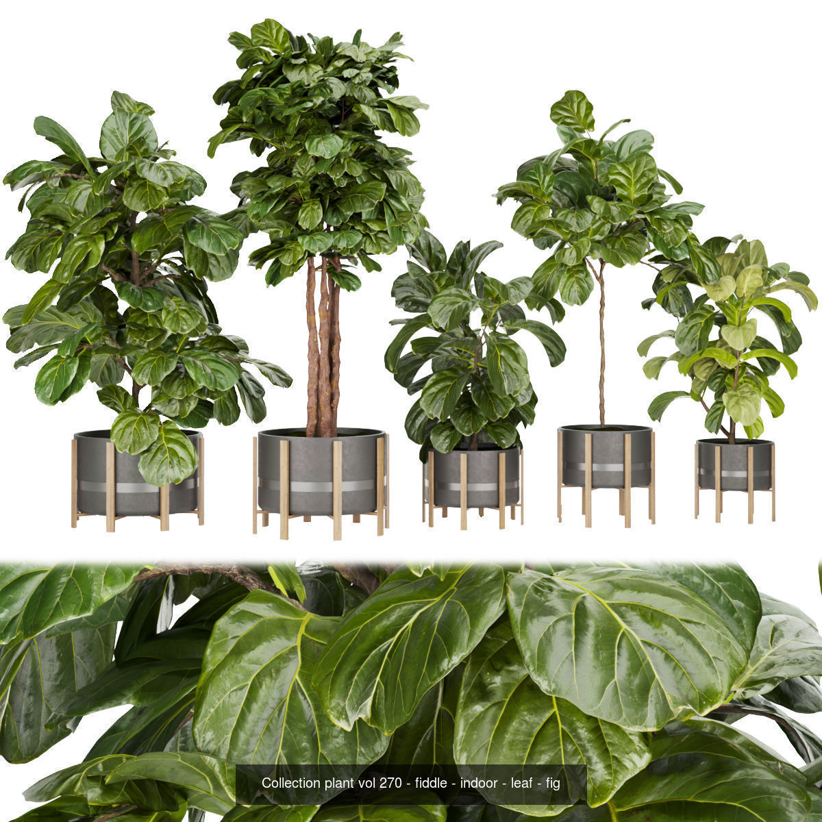 Collection plant indoor vol 6 _2