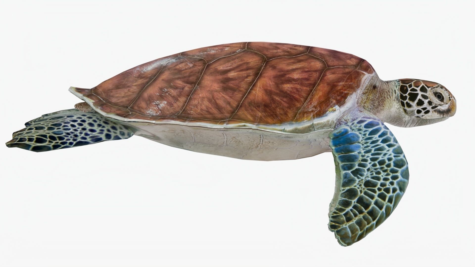 Realistic Rigged No Control Sea Turtle  Low-poly 3D model_4