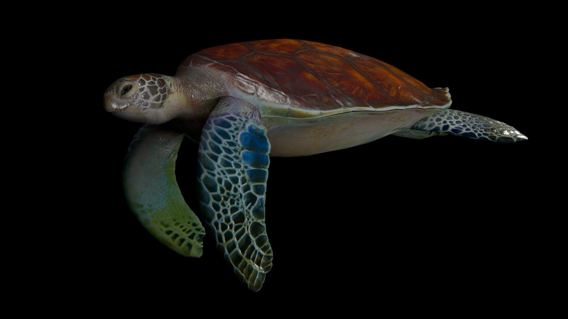 Realistic Rigged No Control Sea Turtle  Low-poly 3D model_2