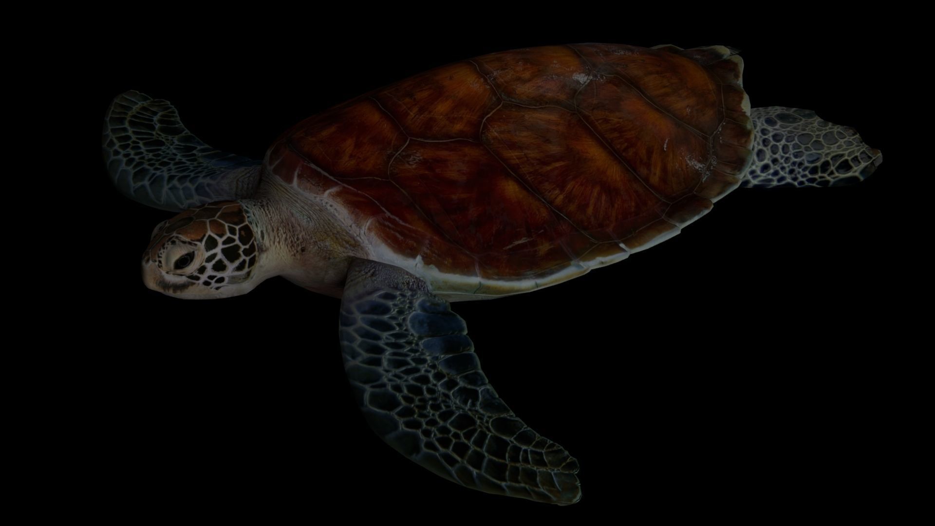 Realistic Rigged No Control Sea Turtle  Low-poly 3D model_1