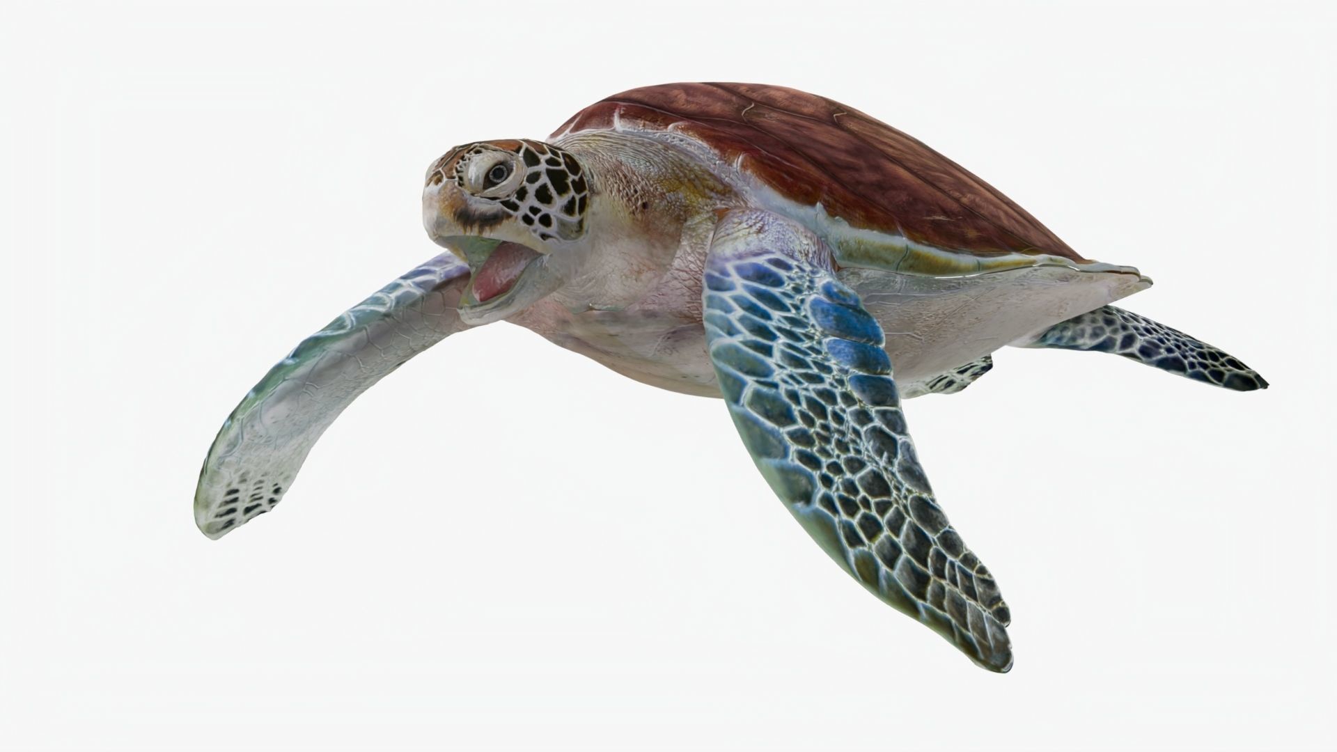 Realistic Rigged No Control Sea Turtle  Low-poly 3D model_6
