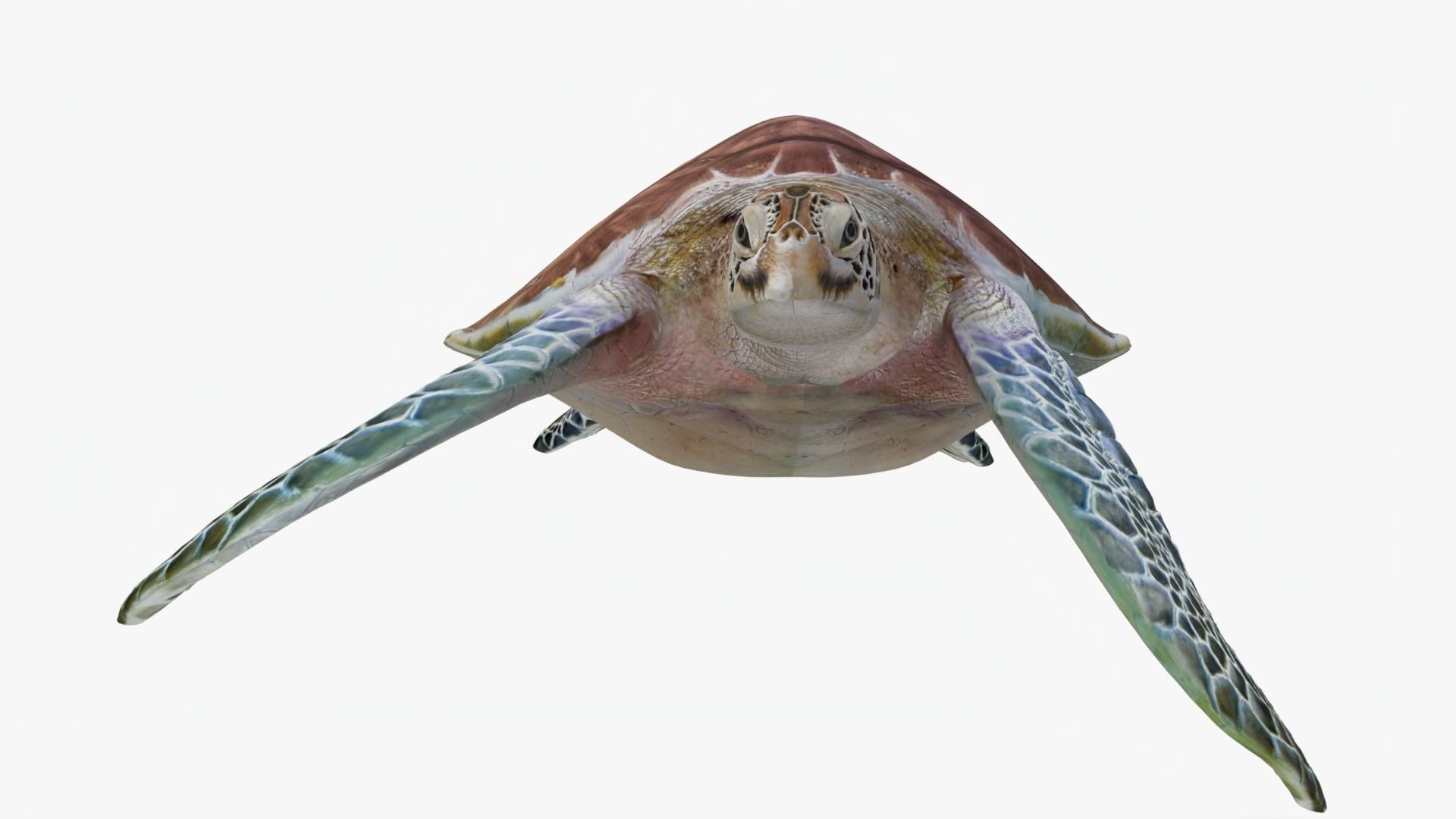 Realistic Rigged No Control Sea Turtle  Low-poly 3D model_5