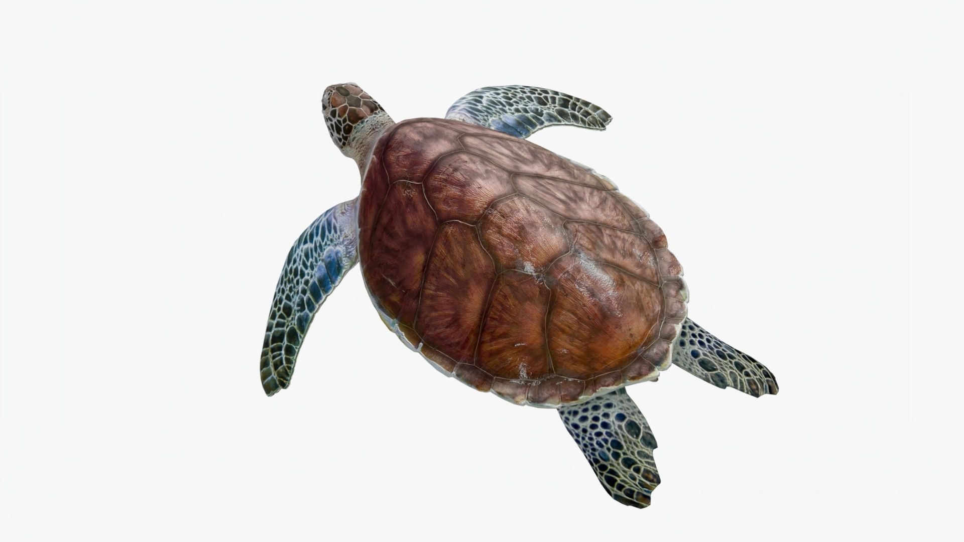 Realistic Rigged No Control Sea Turtle  Low-poly 3D model_3
