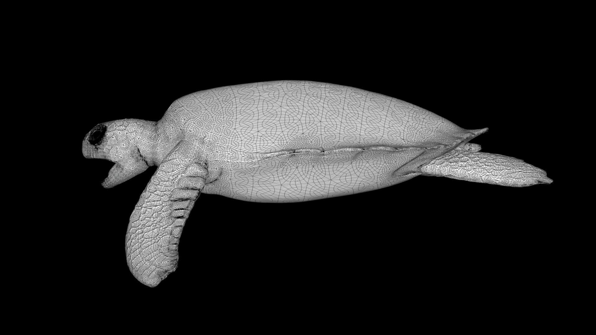 Realistic Rigged No Control Sea Turtle  Low-poly 3D model_7