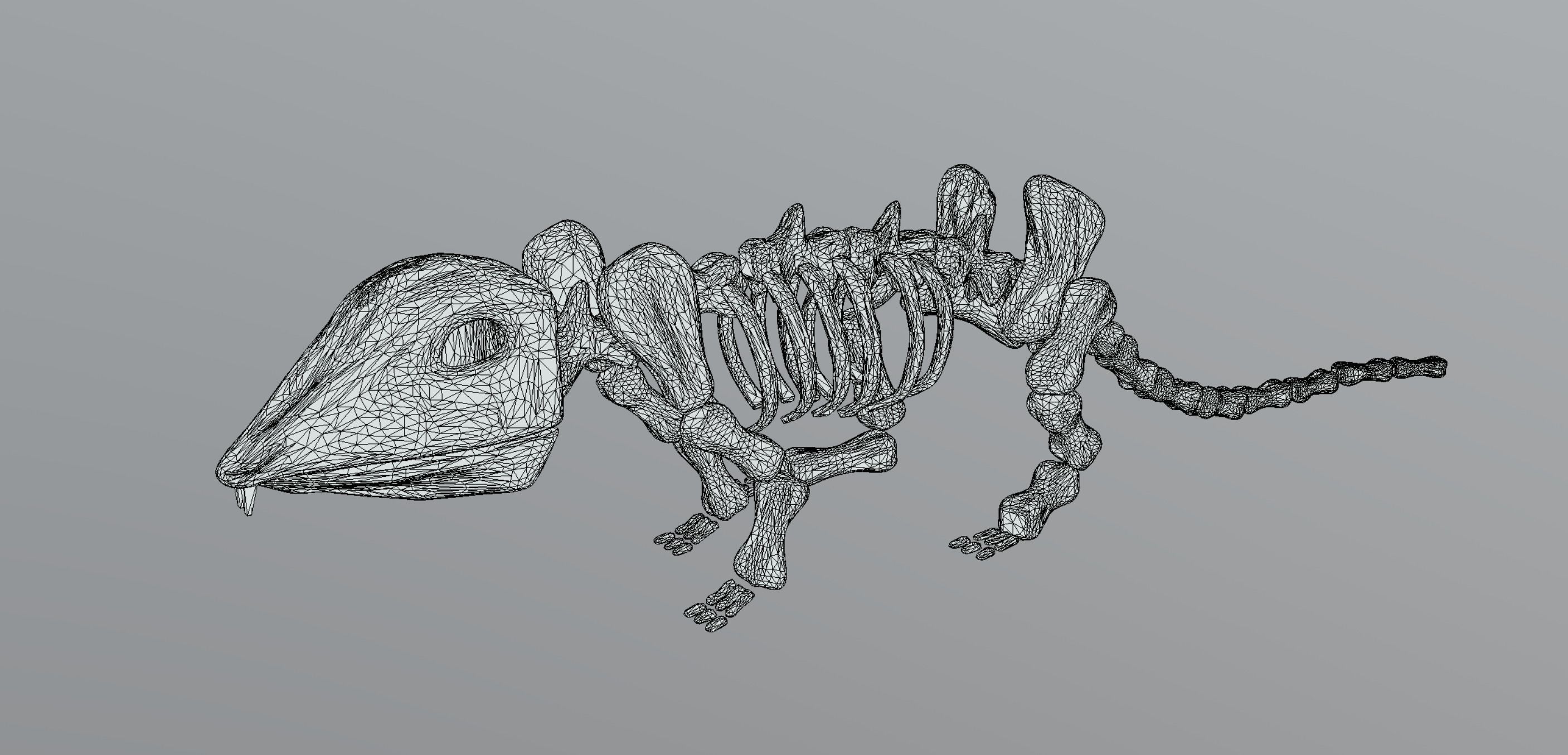 Mouse Skeleton Low-poly 3D model_14