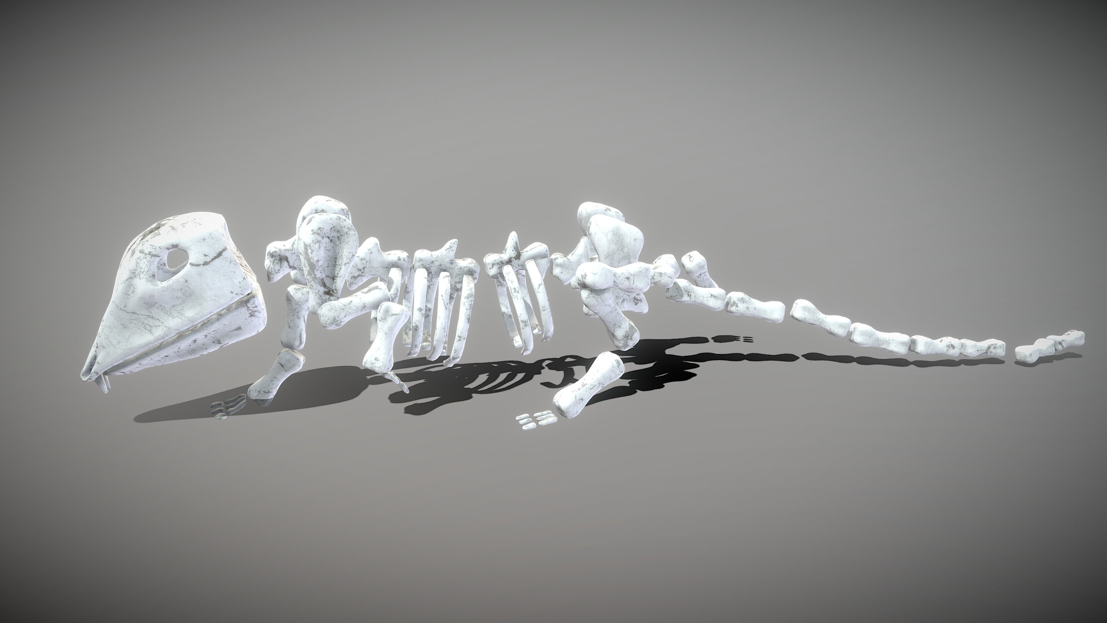 Mouse Skeleton Low-poly 3D model_8