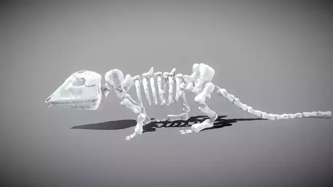 Mouse Skeleton Low-poly 3D model