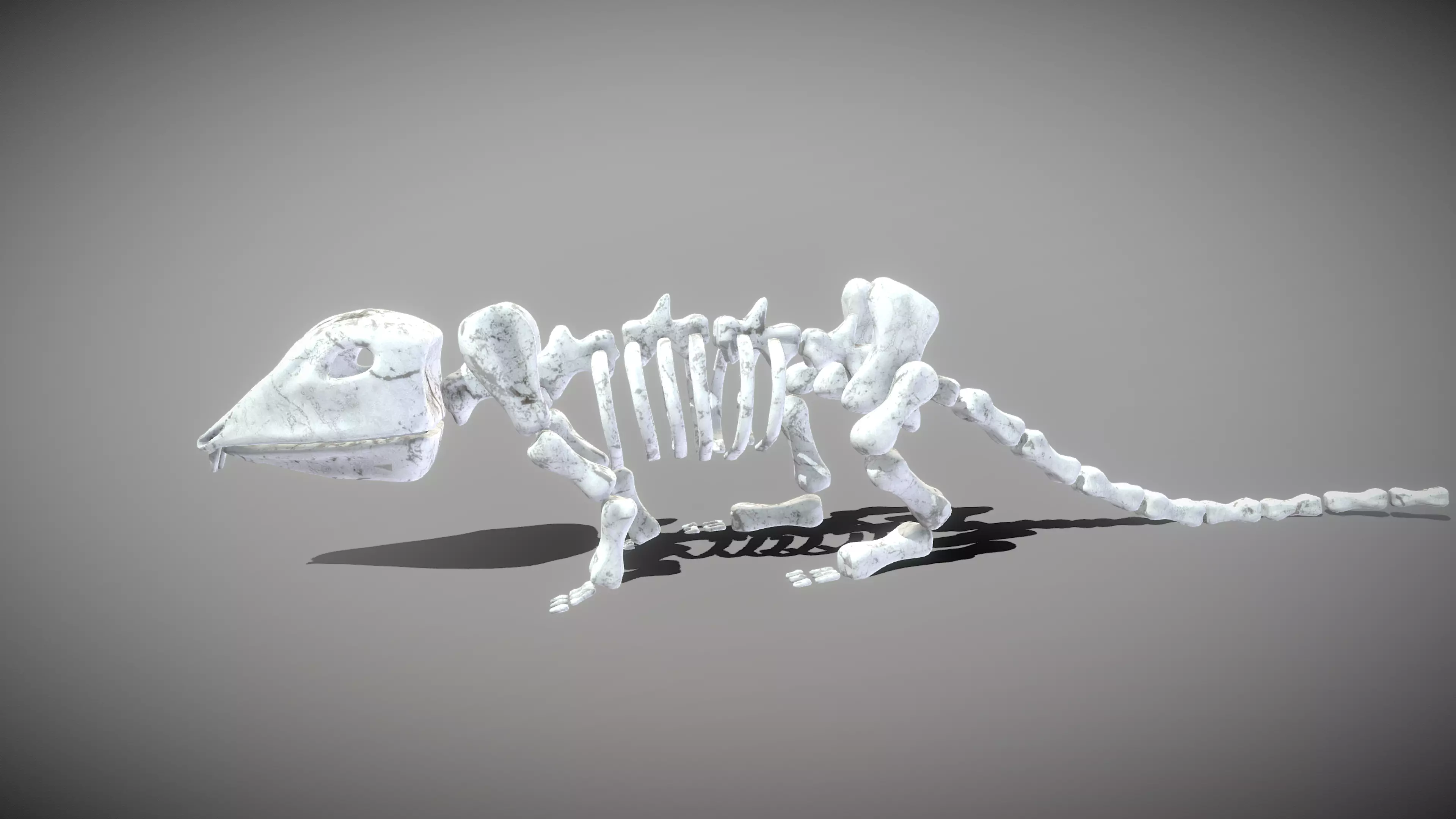 Mouse Skeleton Low-poly 3D model_0