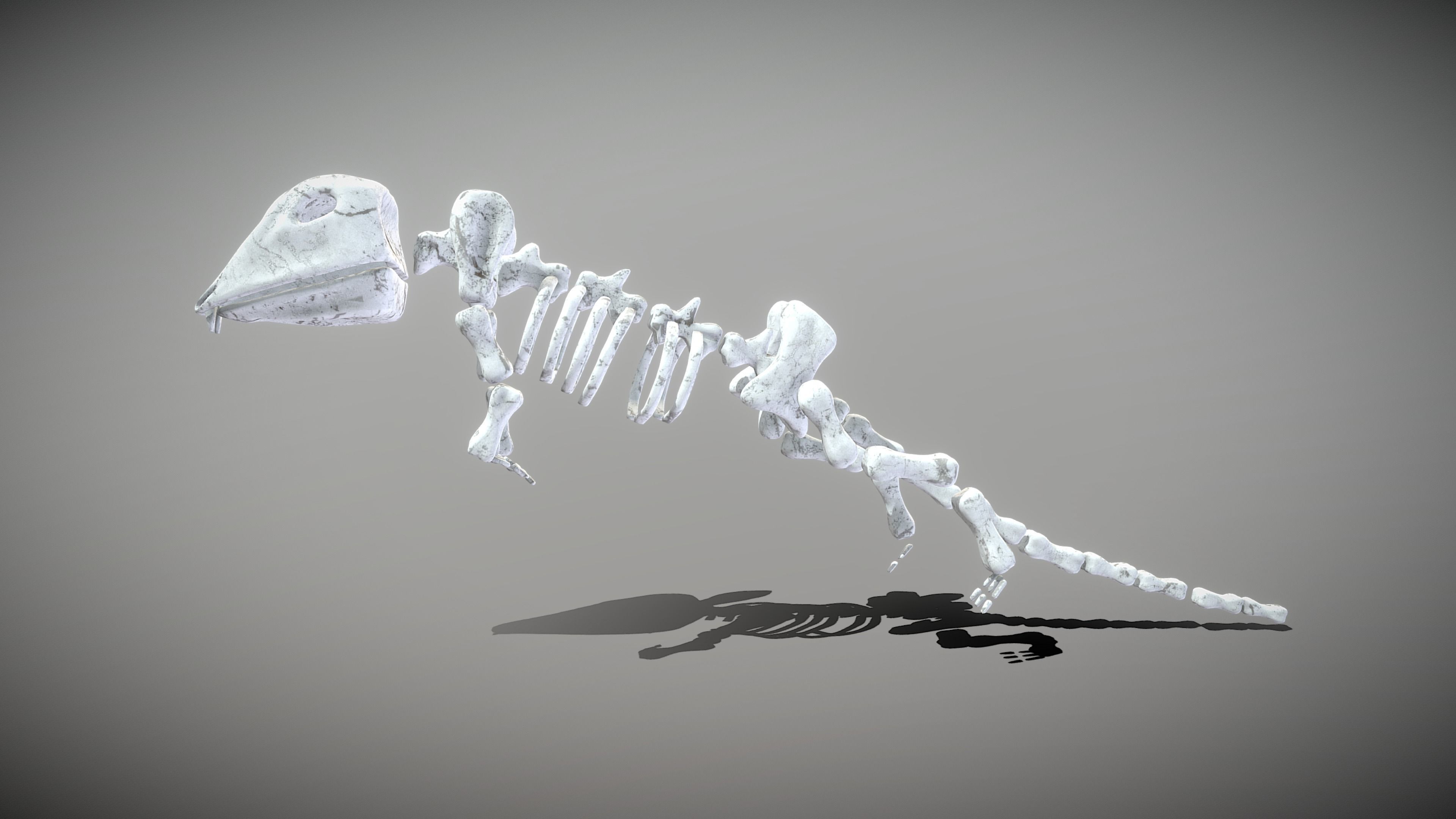 Mouse Skeleton Low-poly 3D model_12