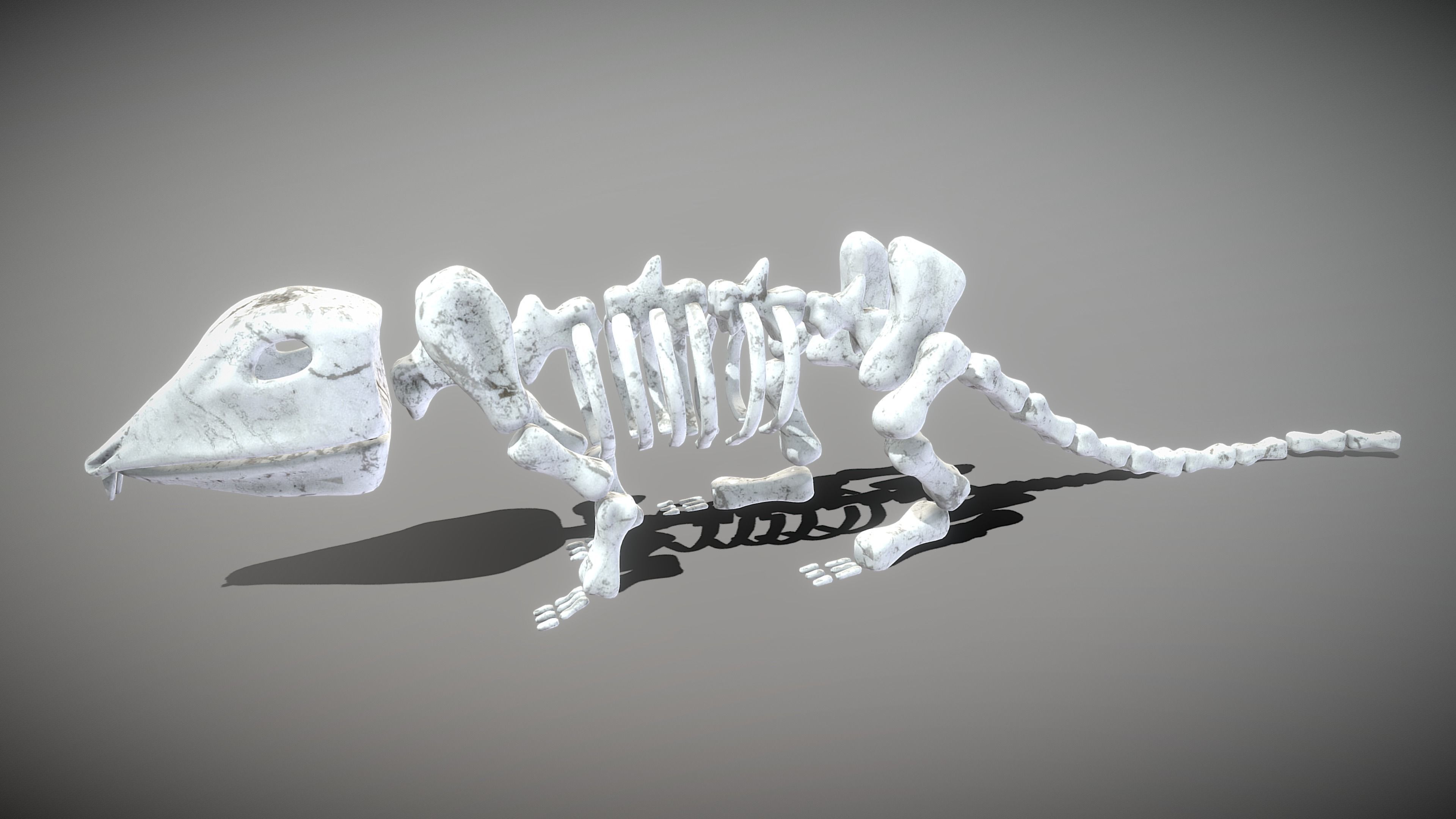 Mouse Skeleton Low-poly 3D model_7