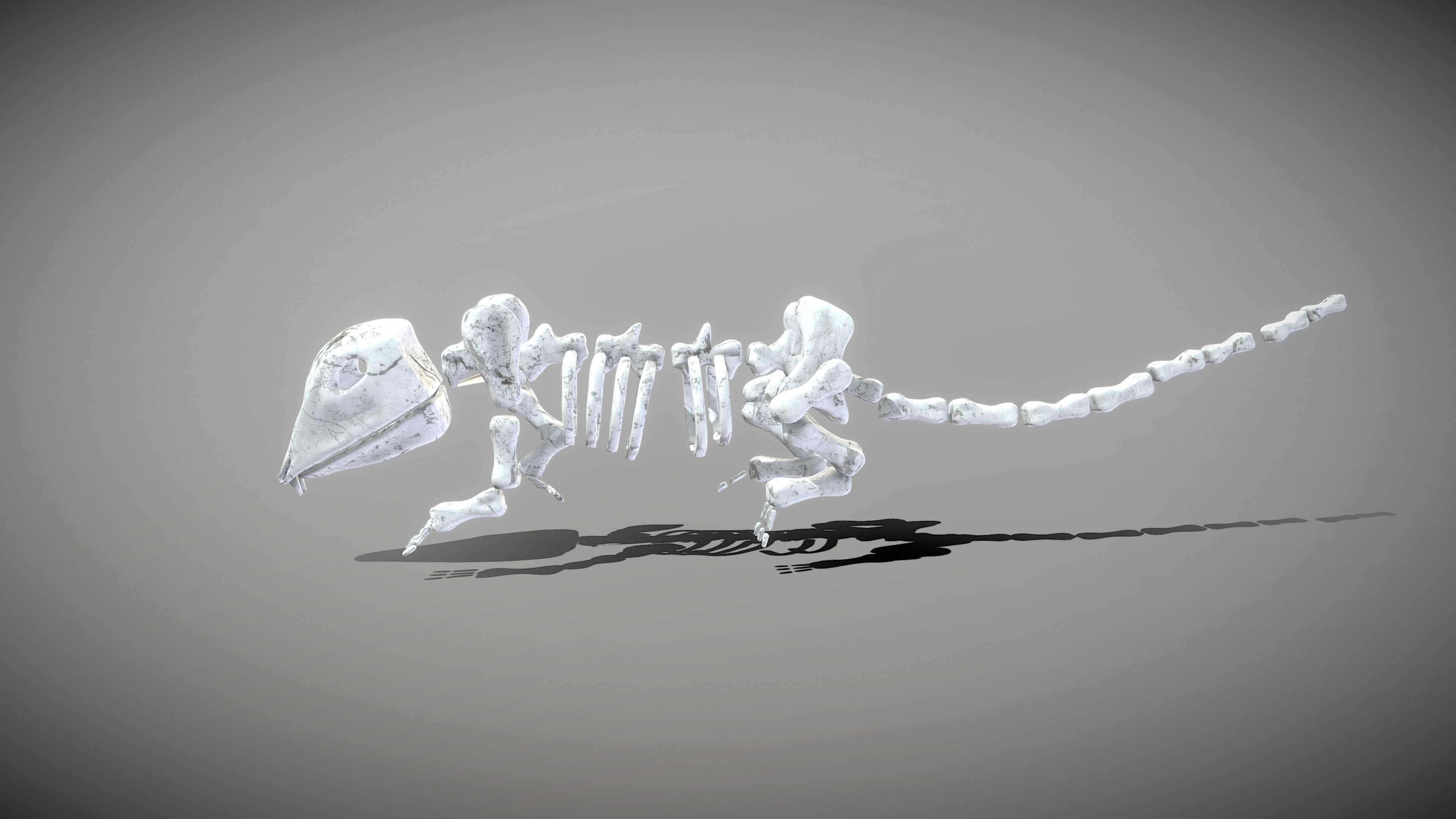 Mouse Skeleton Low-poly 3D model_11