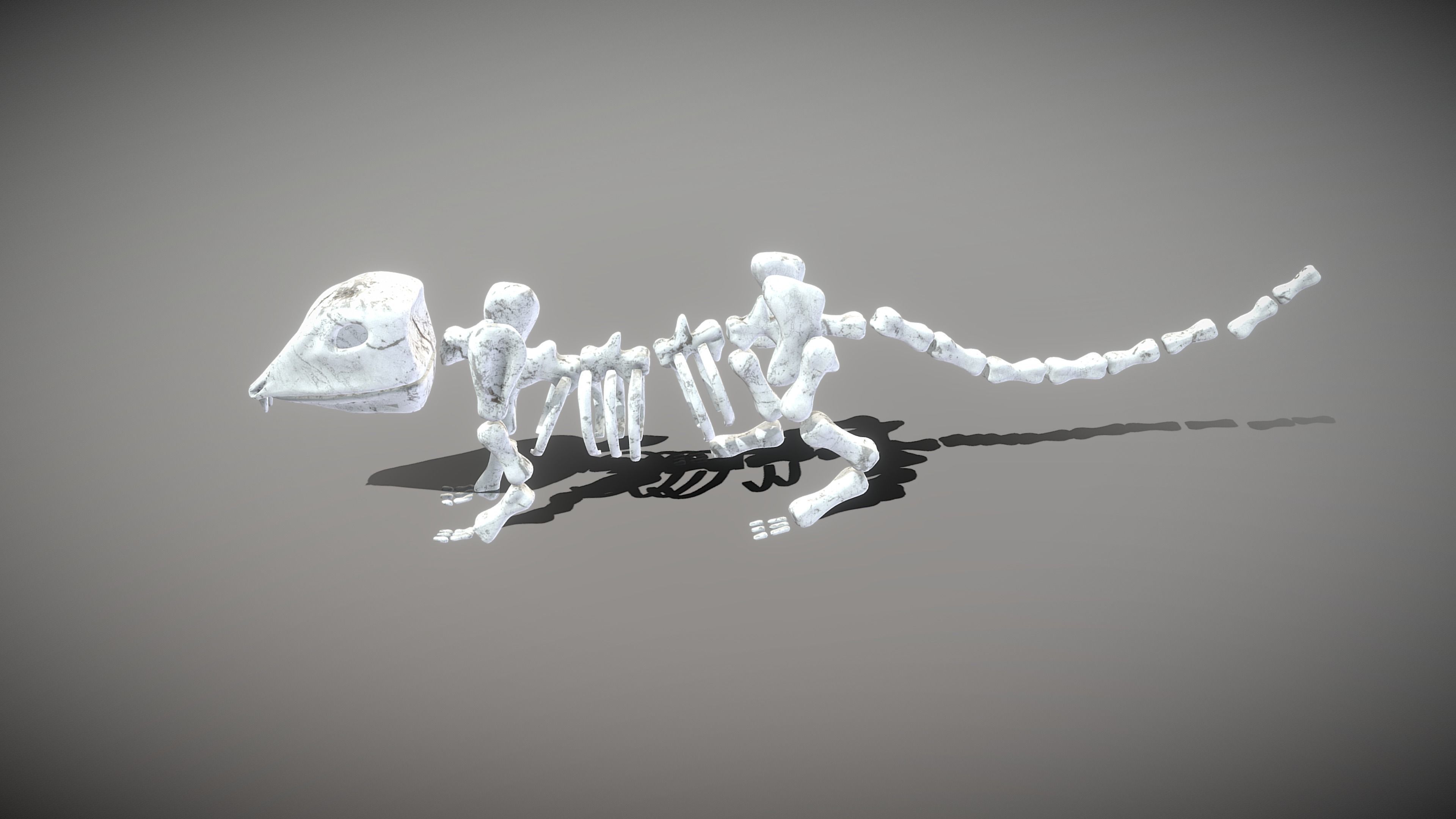 Mouse Skeleton Low-poly 3D model_10