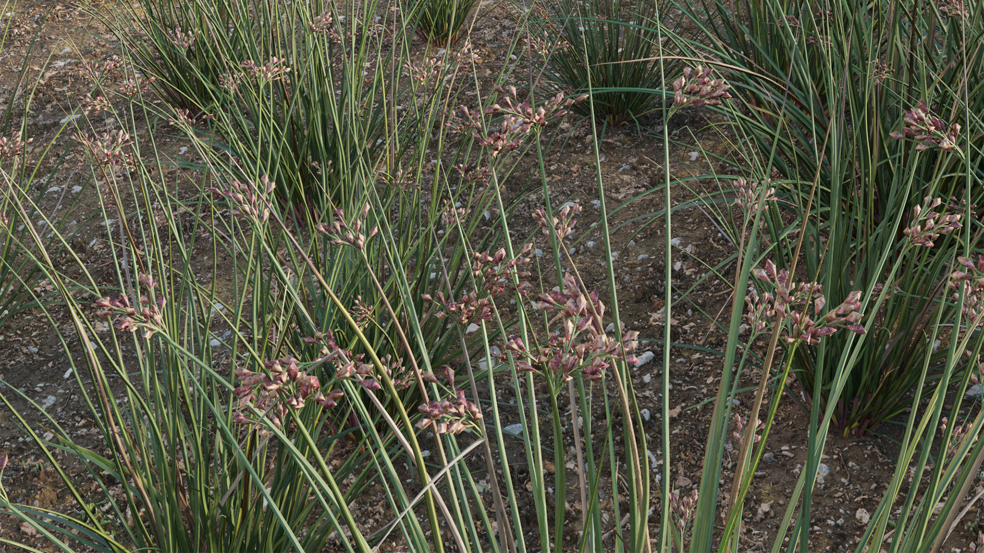 Juncus effusus - Common Rush 3D model_3