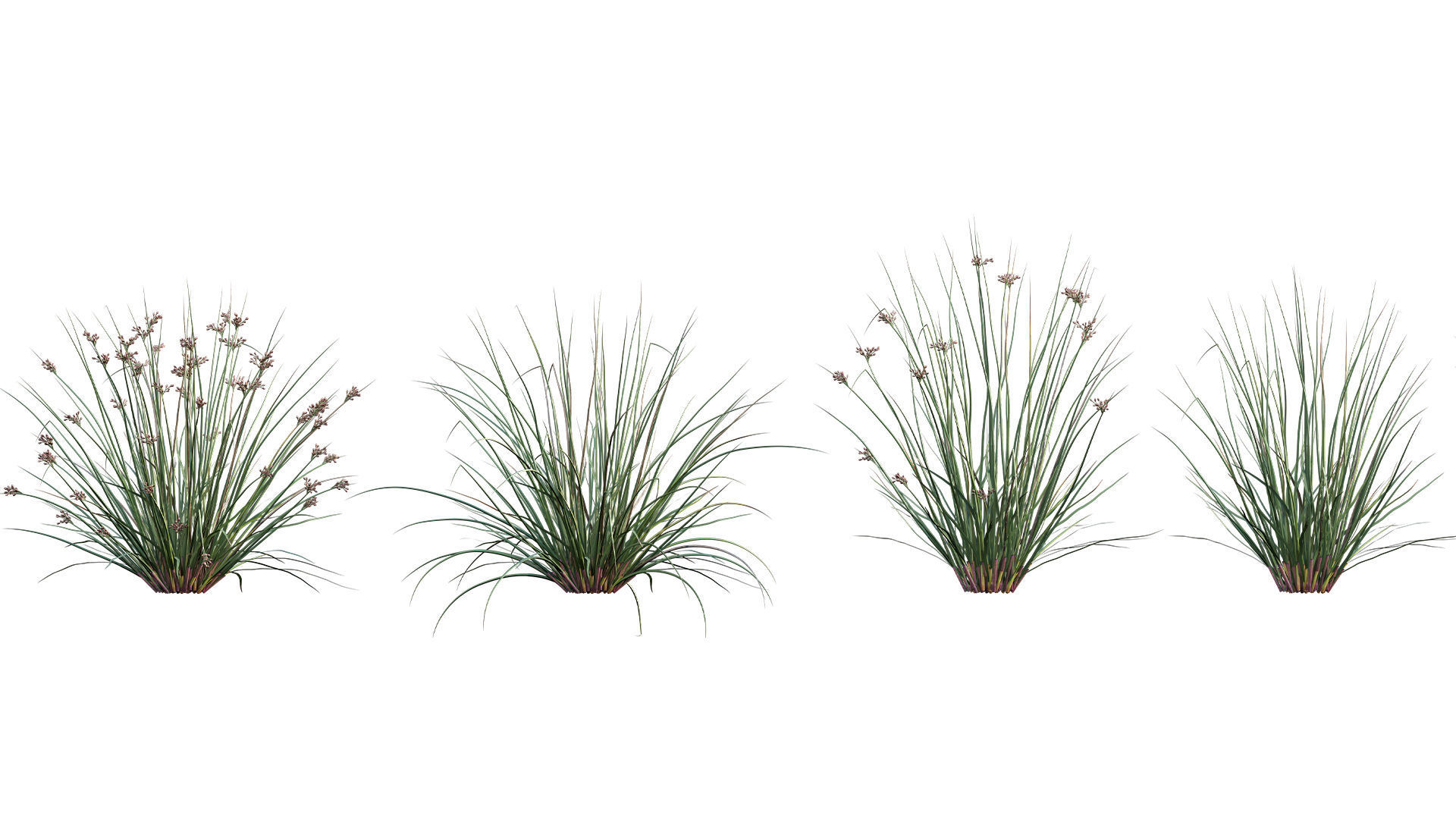 Juncus effusus - Common Rush 3D model_1