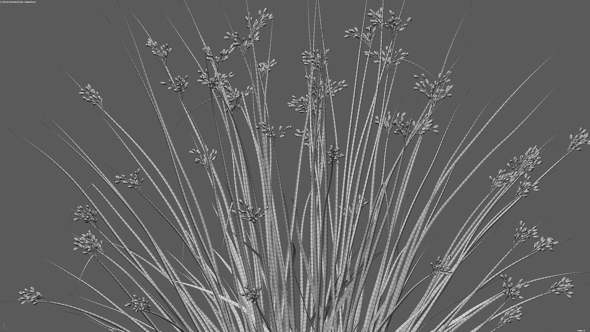Juncus effusus - Common Rush 3D model_6