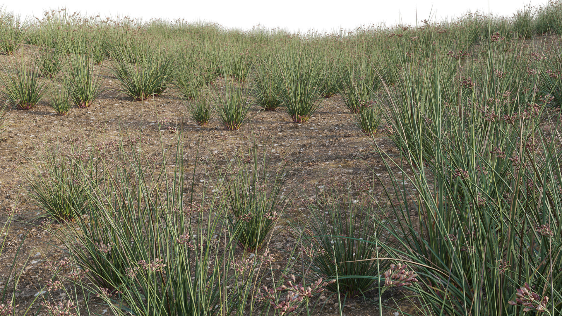 Juncus effusus - Common Rush 3D model_2