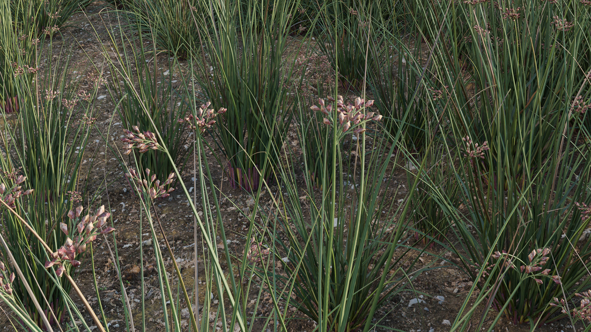 Juncus effusus - Common Rush 3D model_5