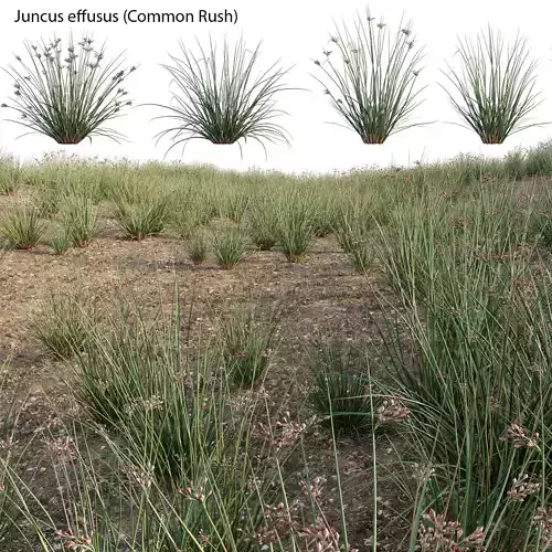 Juncus effusus - Common Rush 3D model