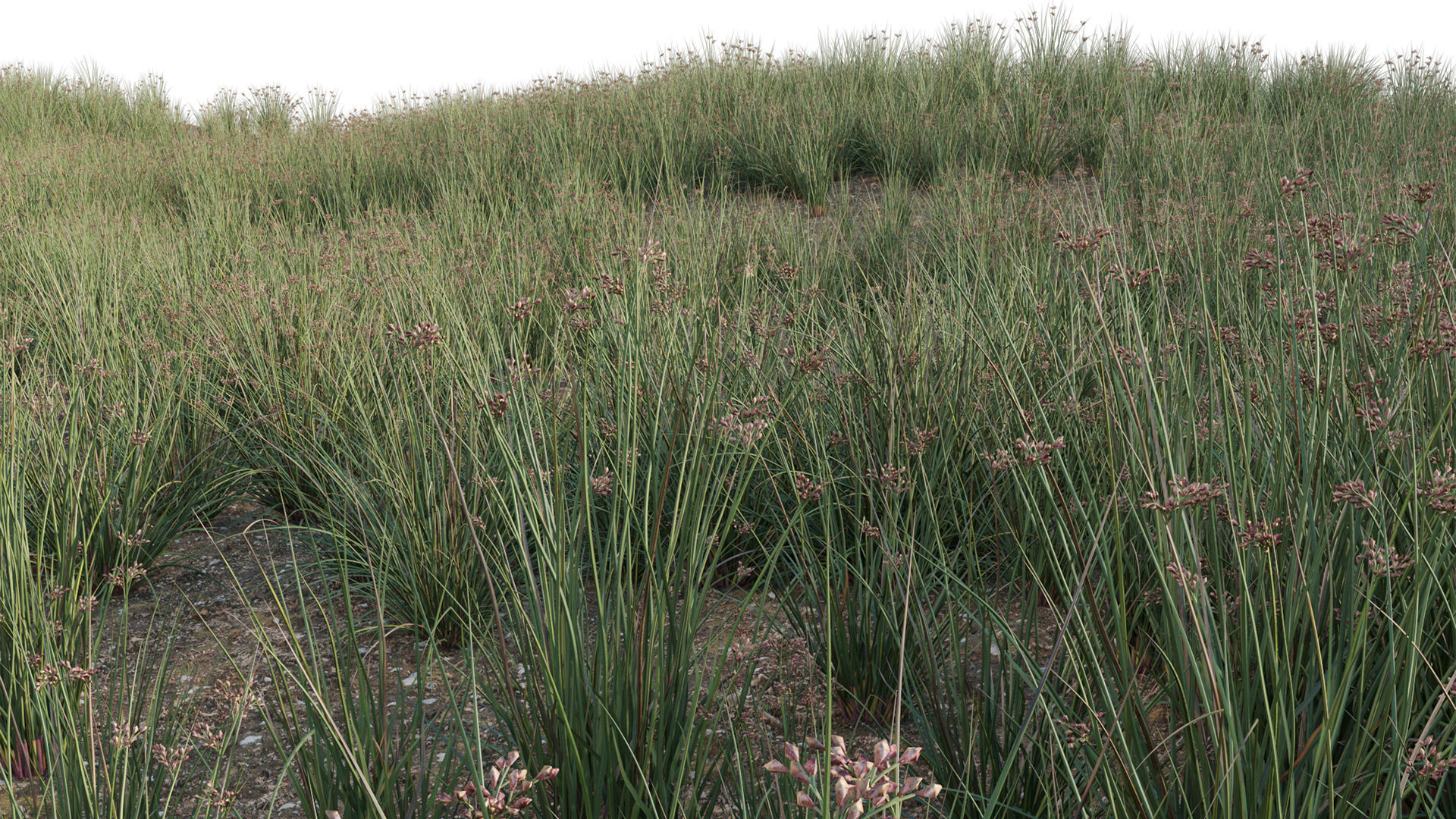 Juncus effusus - Common Rush 3D model_4