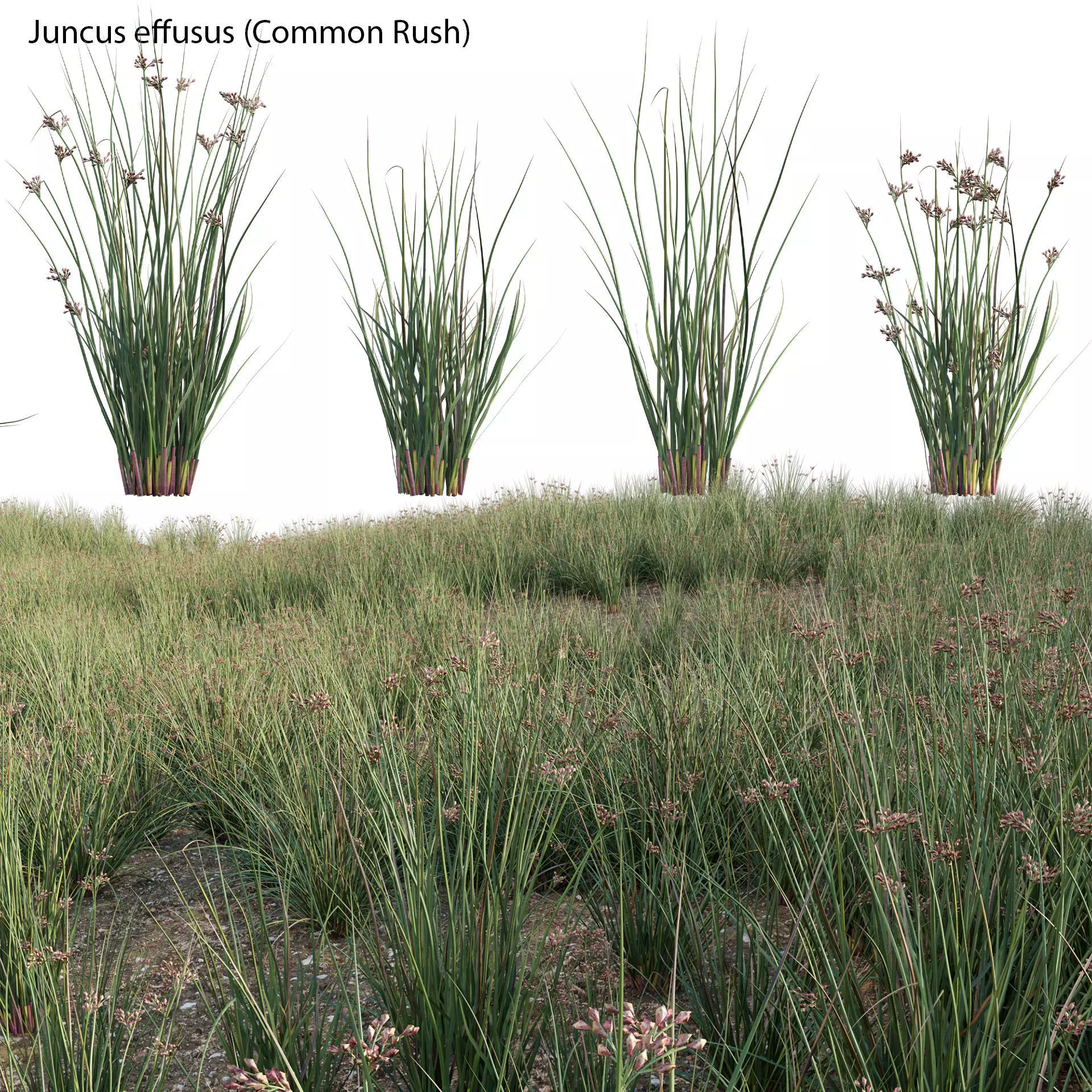 Juncus effusus - Common Rush 02 3D model