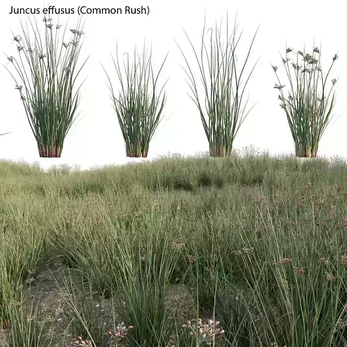 Juncus effusus - Common Rush 02