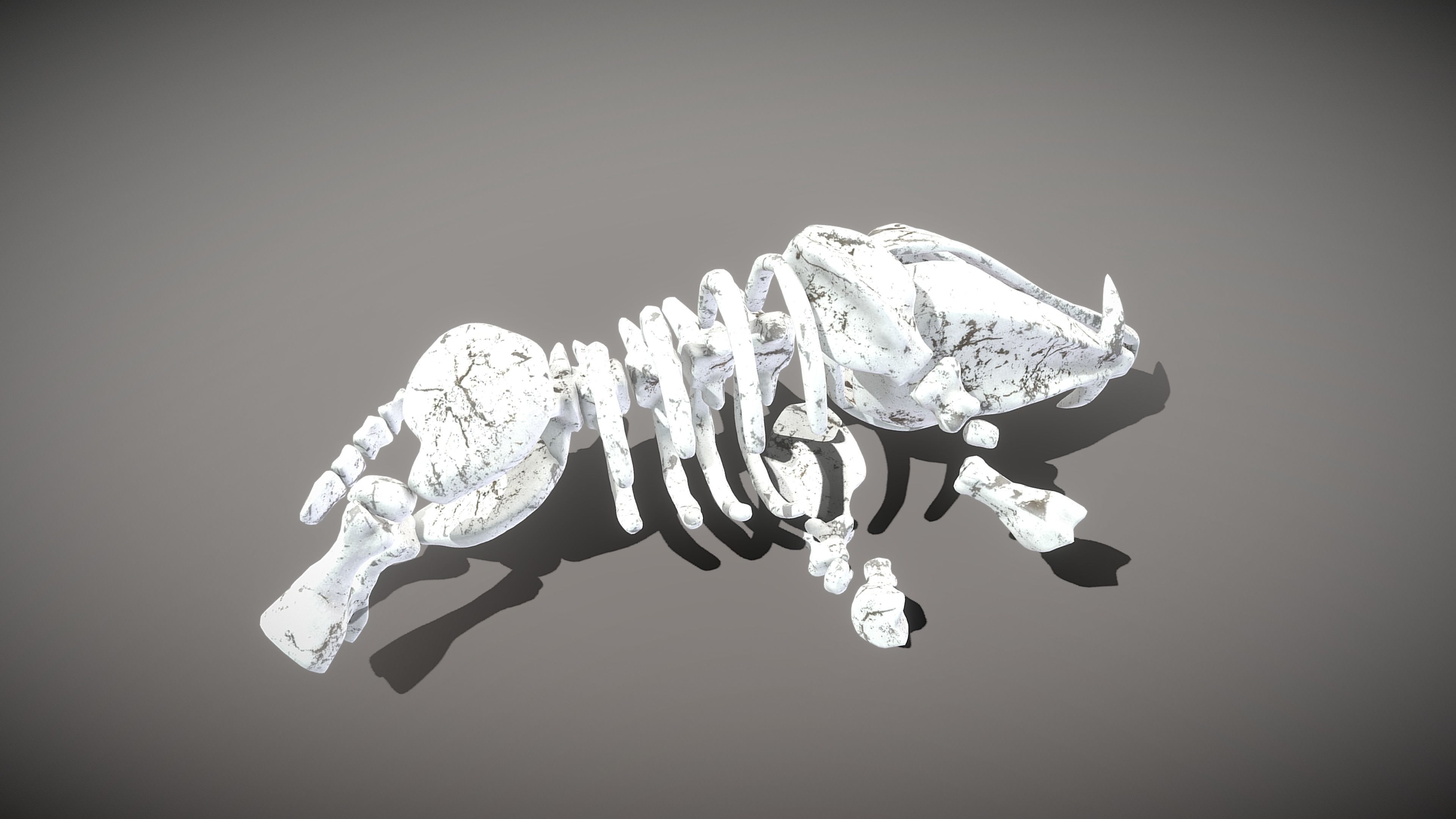 Boar Skeleton Low-poly 3D model_10