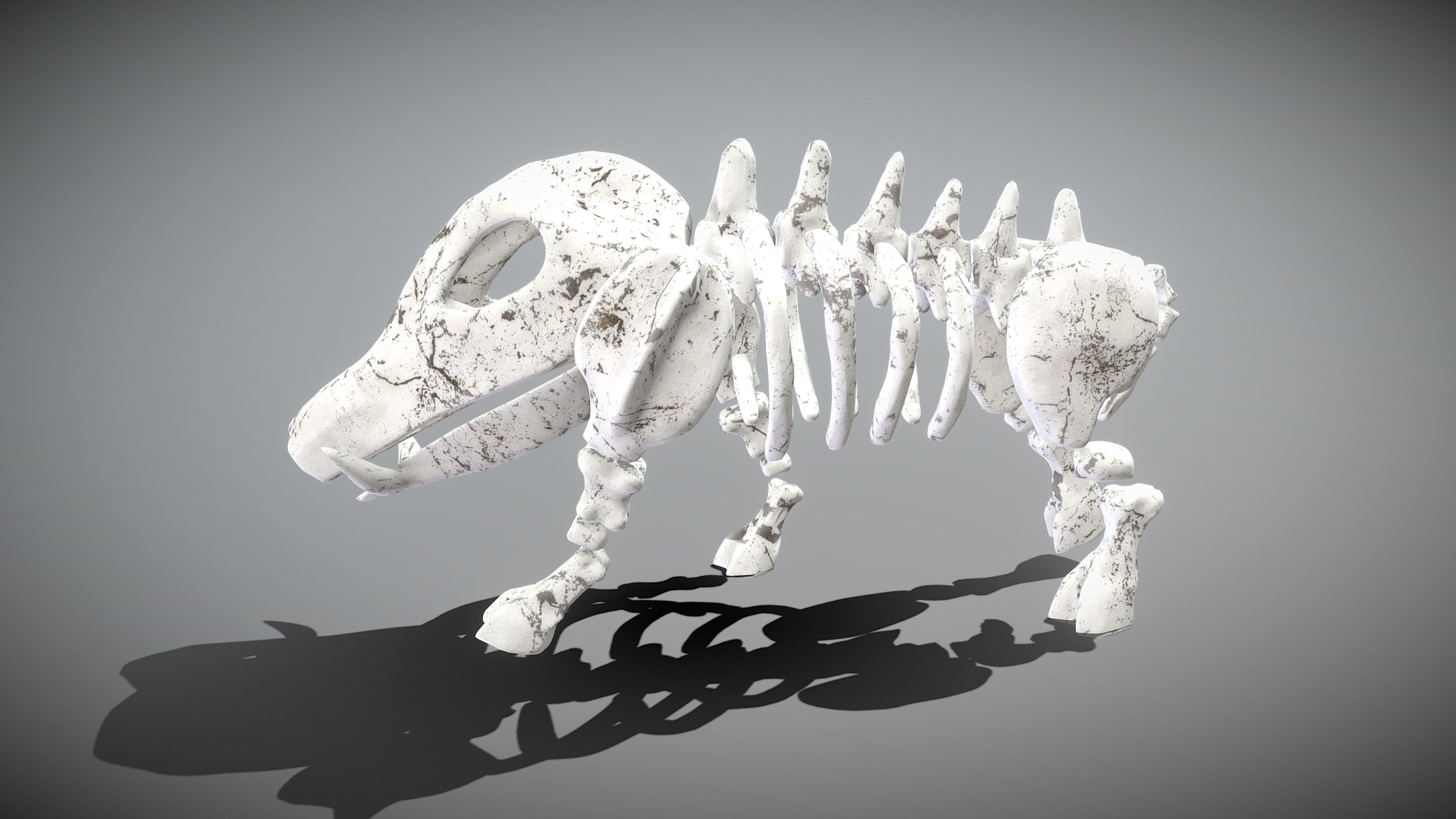 Boar Skeleton Low-poly 3D model_8
