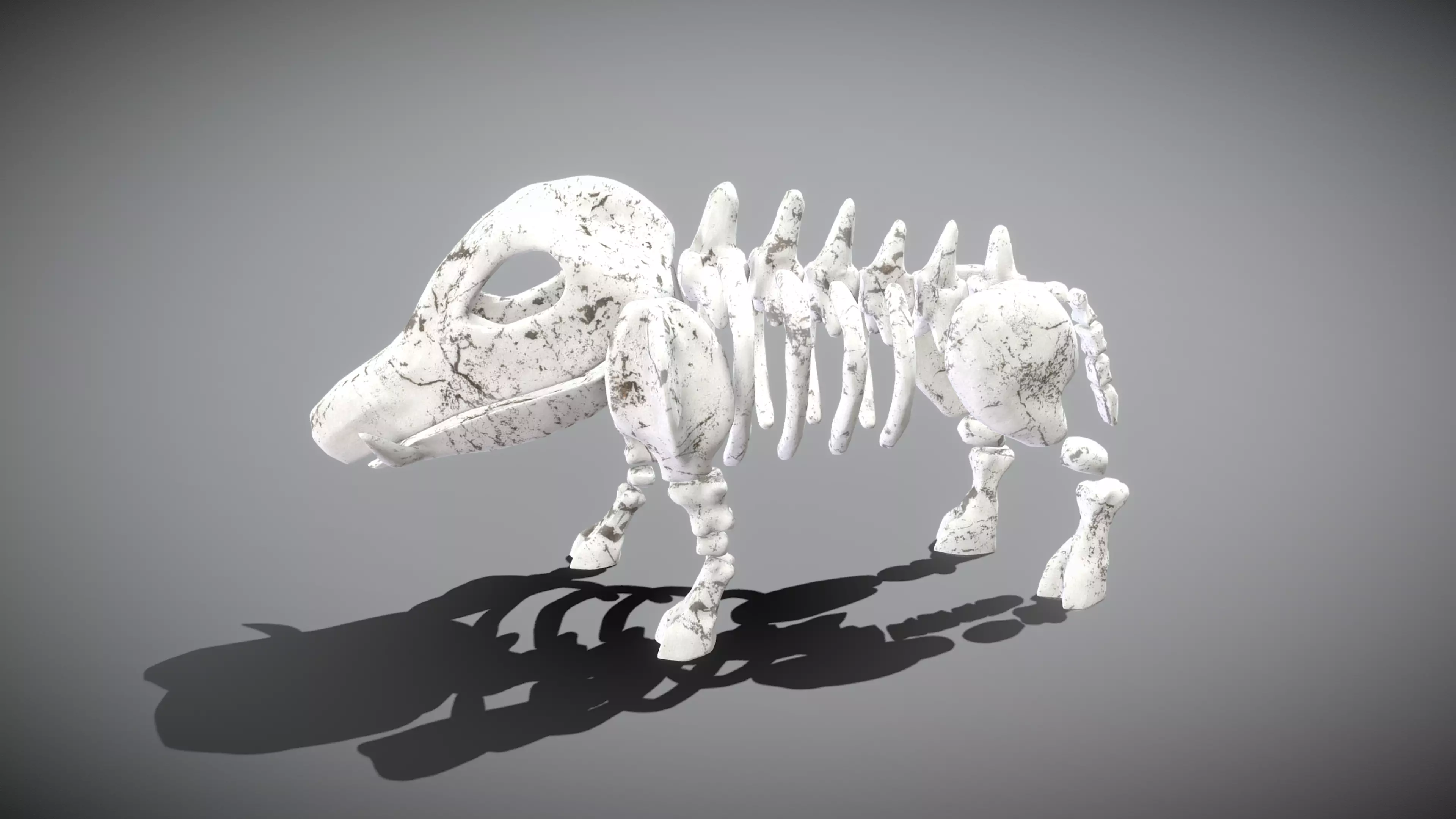 Boar Skeleton Low-poly 3D model_0