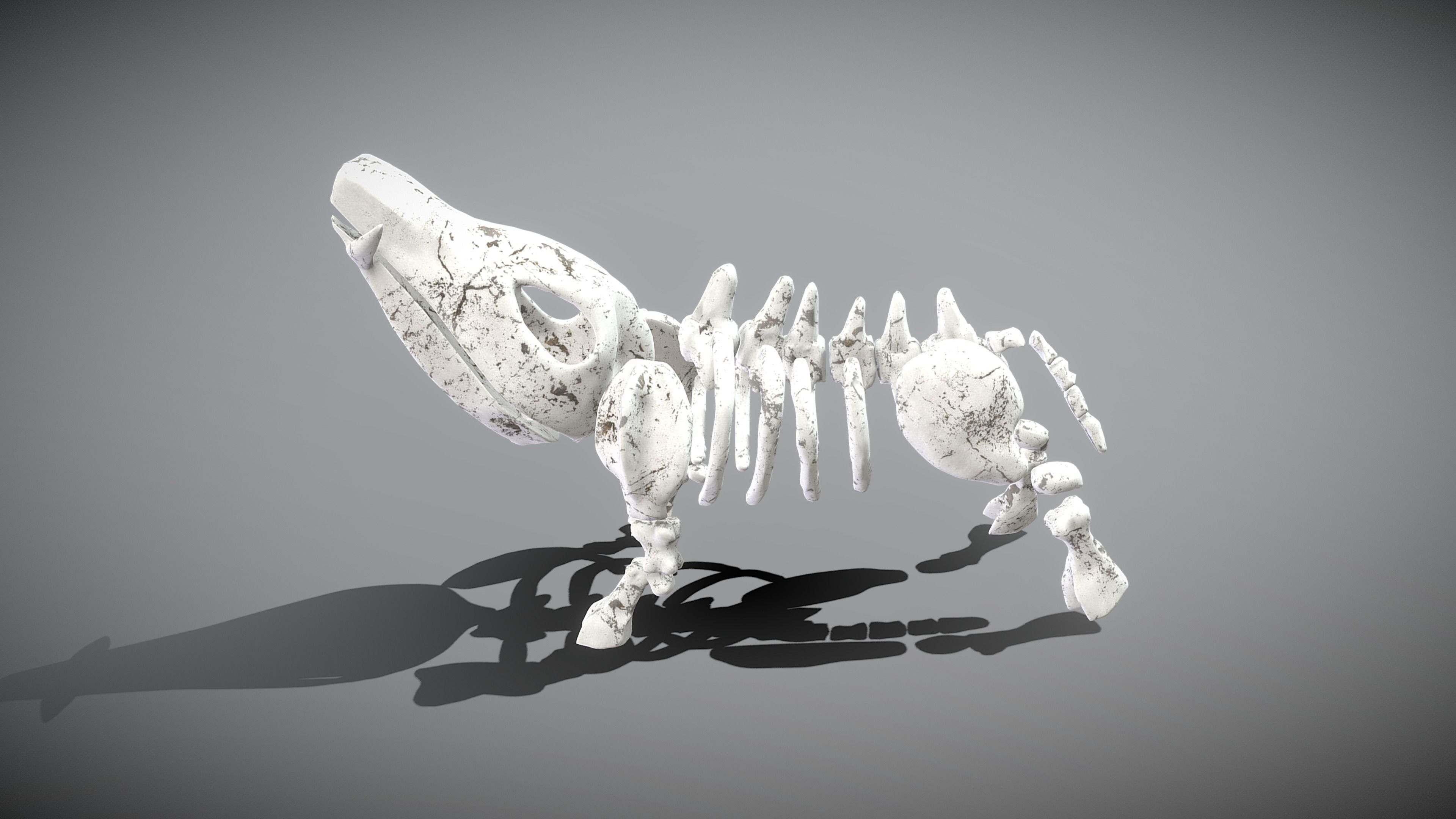 Boar Skeleton Low-poly 3D model_11