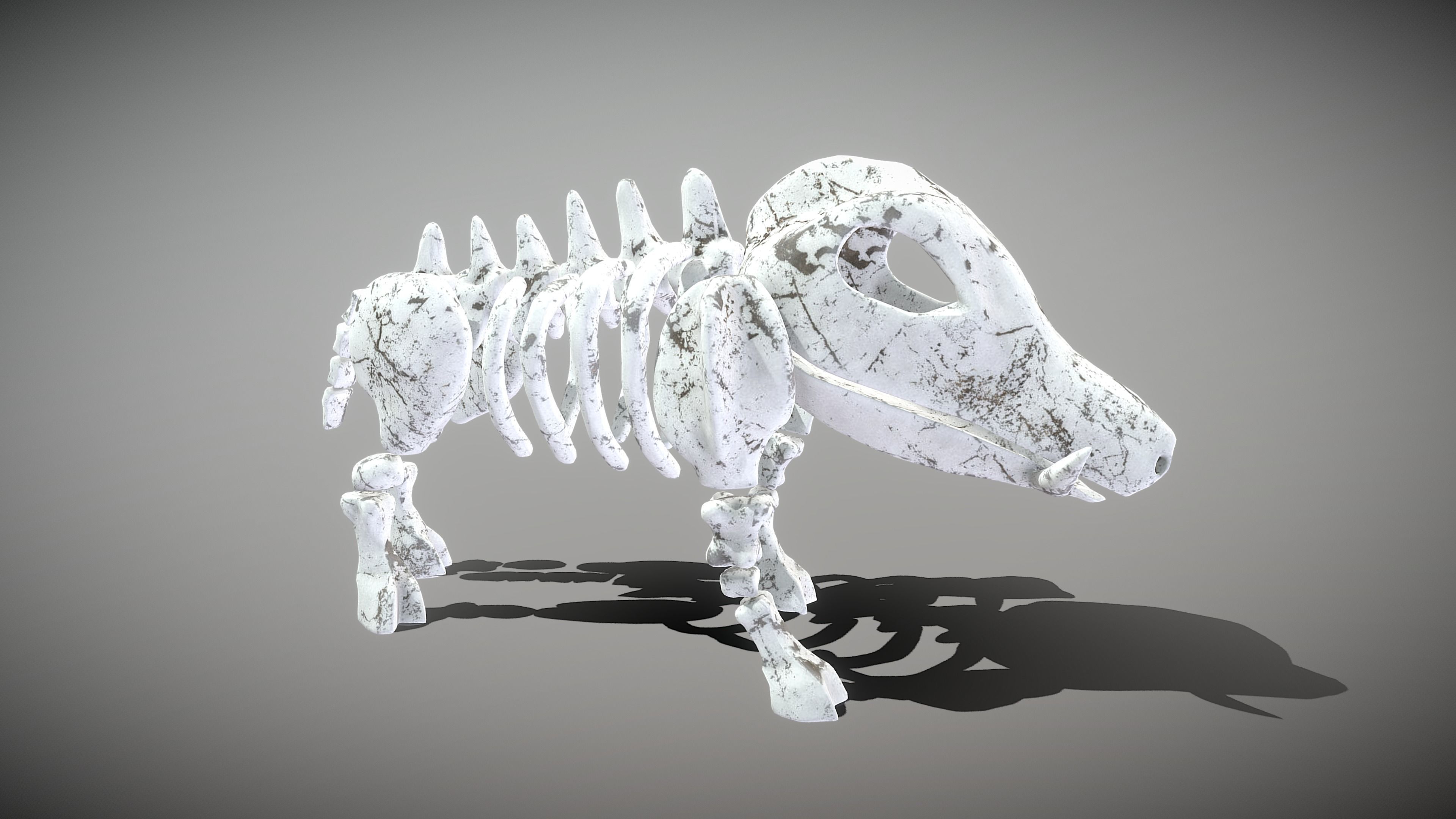 Boar Skeleton Low-poly 3D model_7