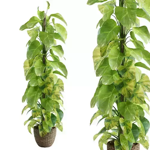 Epipremnum aureum 