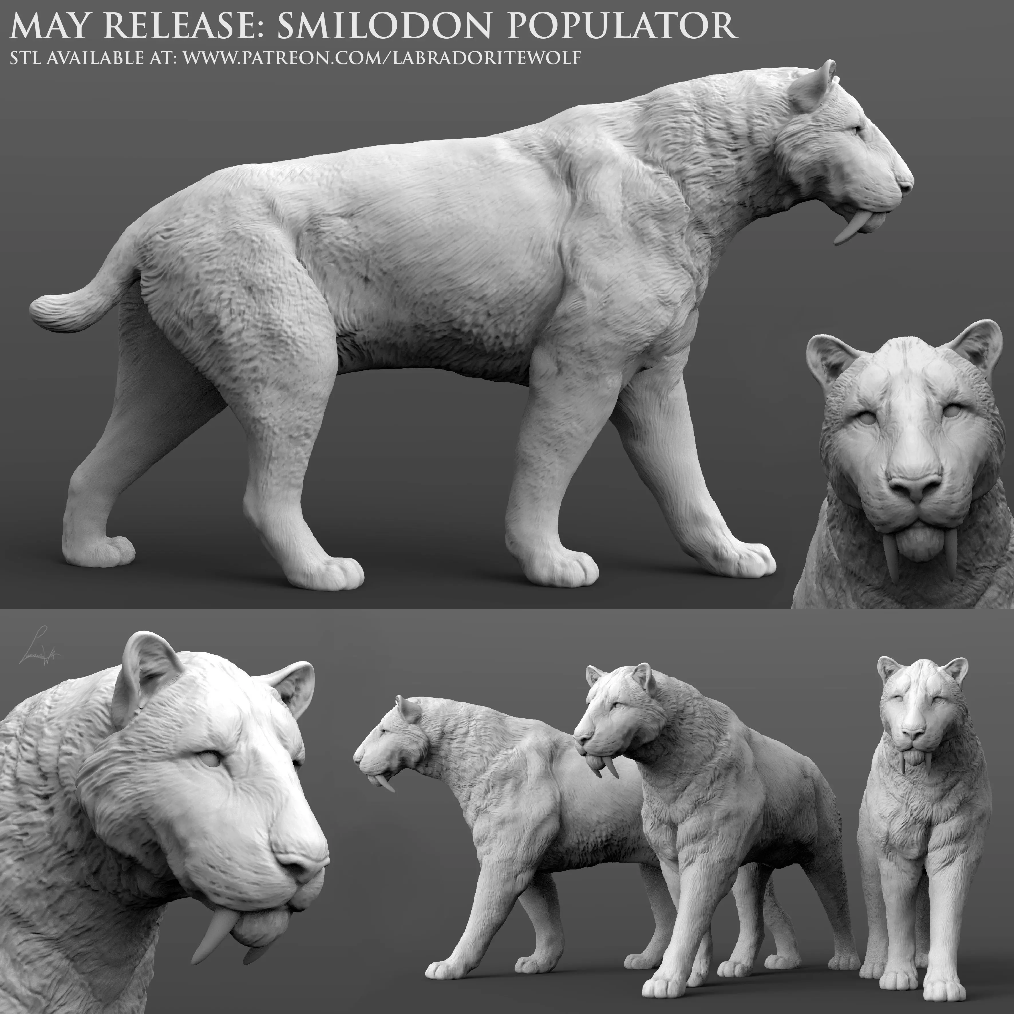 Smilodon populator Saber-Toothed Tiger walking 3D print model_0