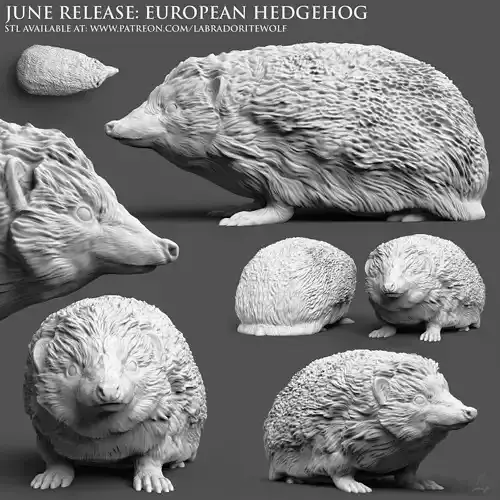 European Hedgehog 3D print model