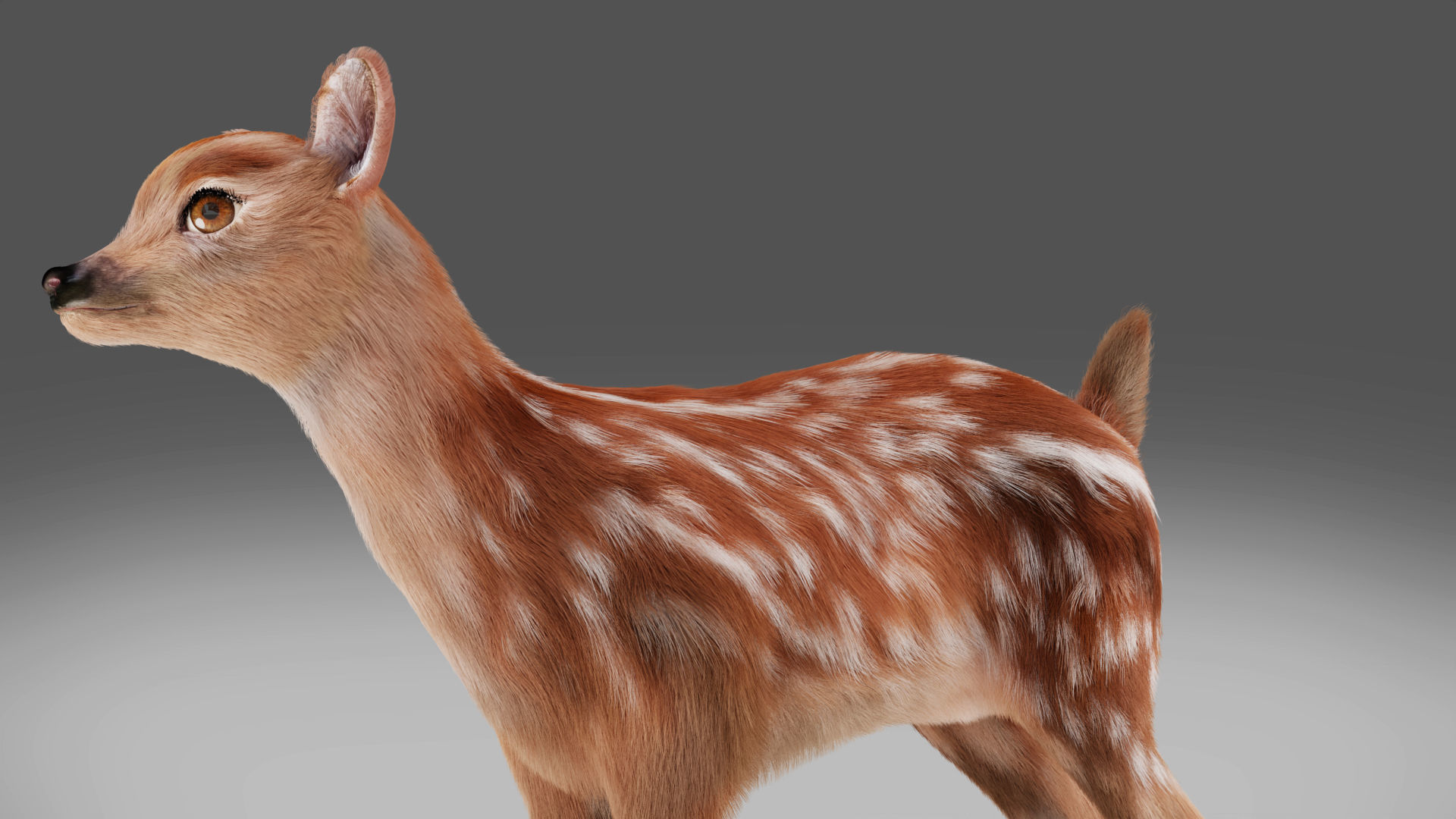 Fur Fawn Deer NO Rigged Blender Low-poly 3D model_3
