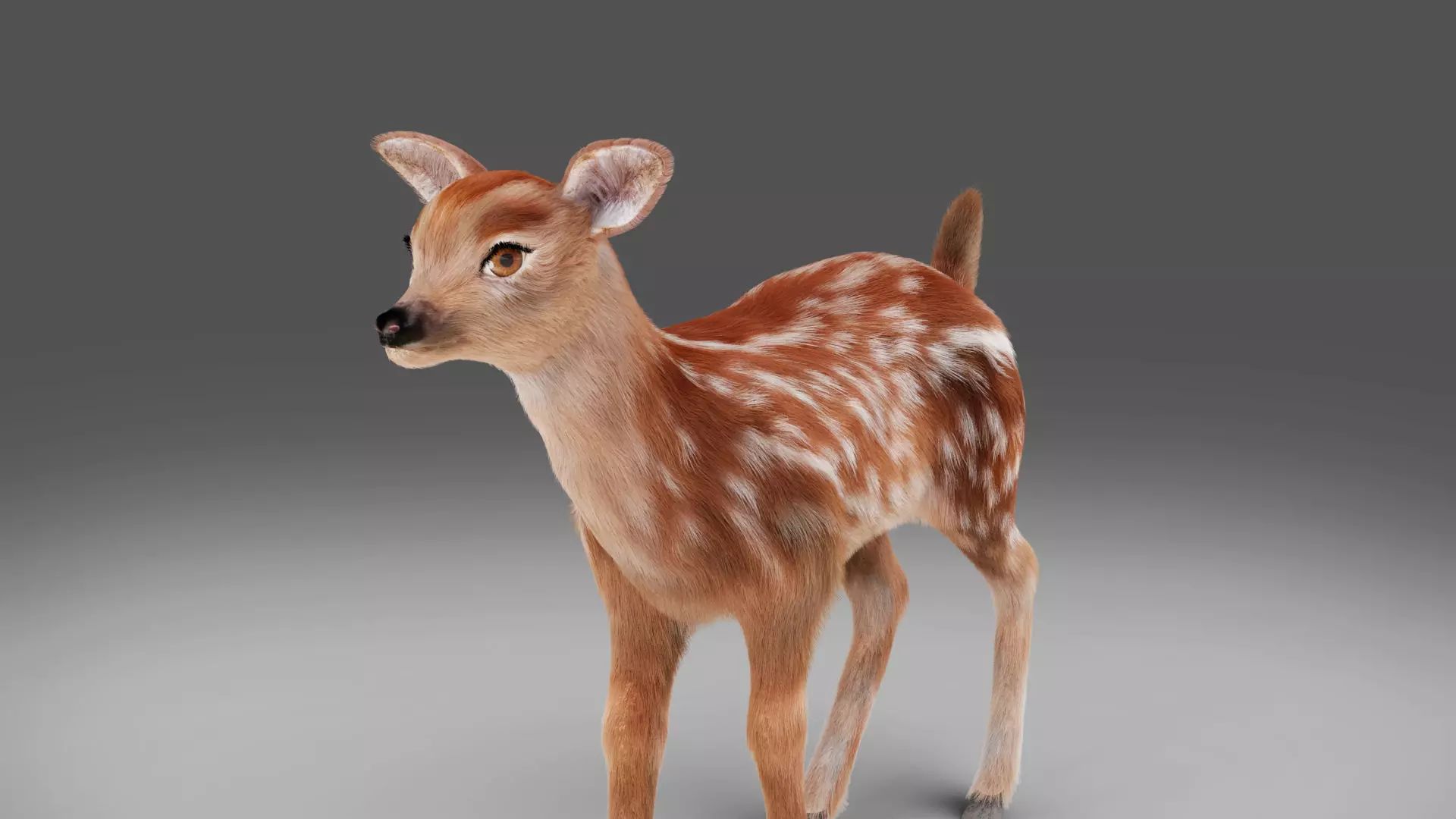 Fur Fawn Deer NO Rigged Blender Low-poly 3D model_0