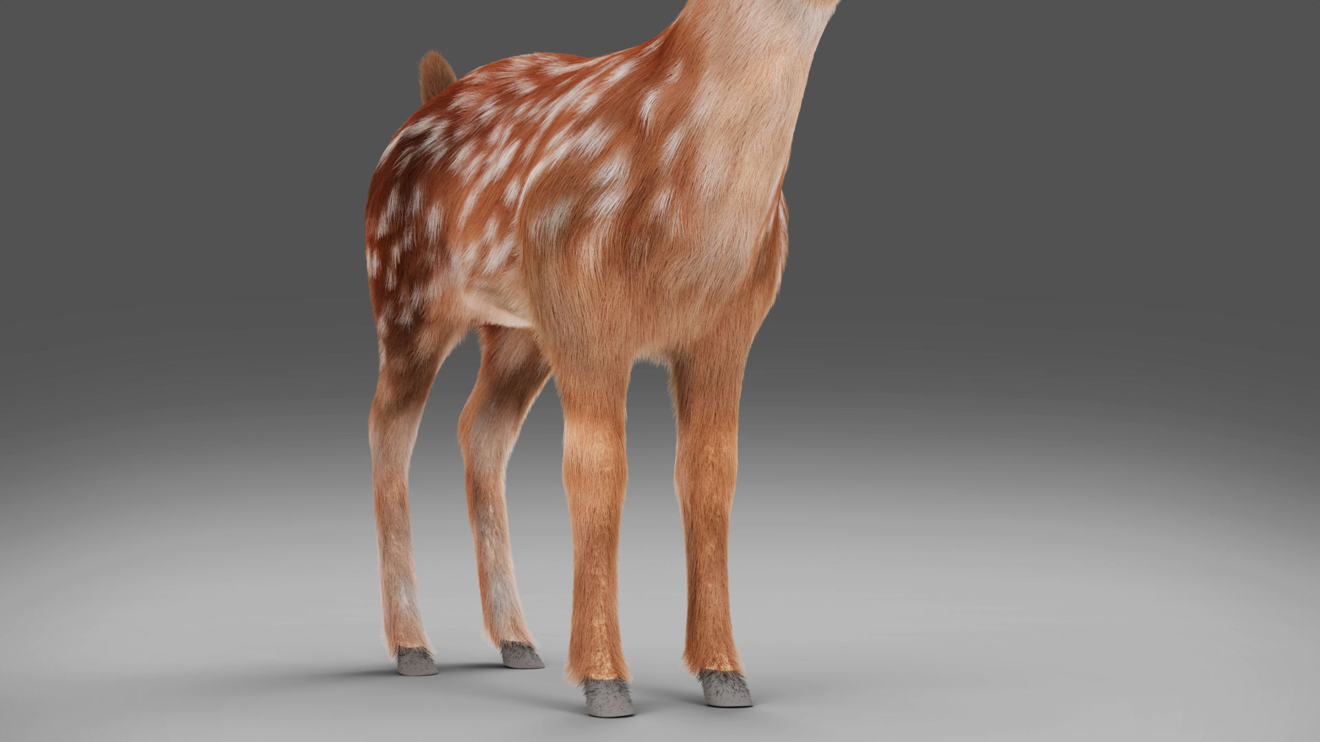 Fur Fawn Deer NO Rigged Blender Low-poly 3D model_6