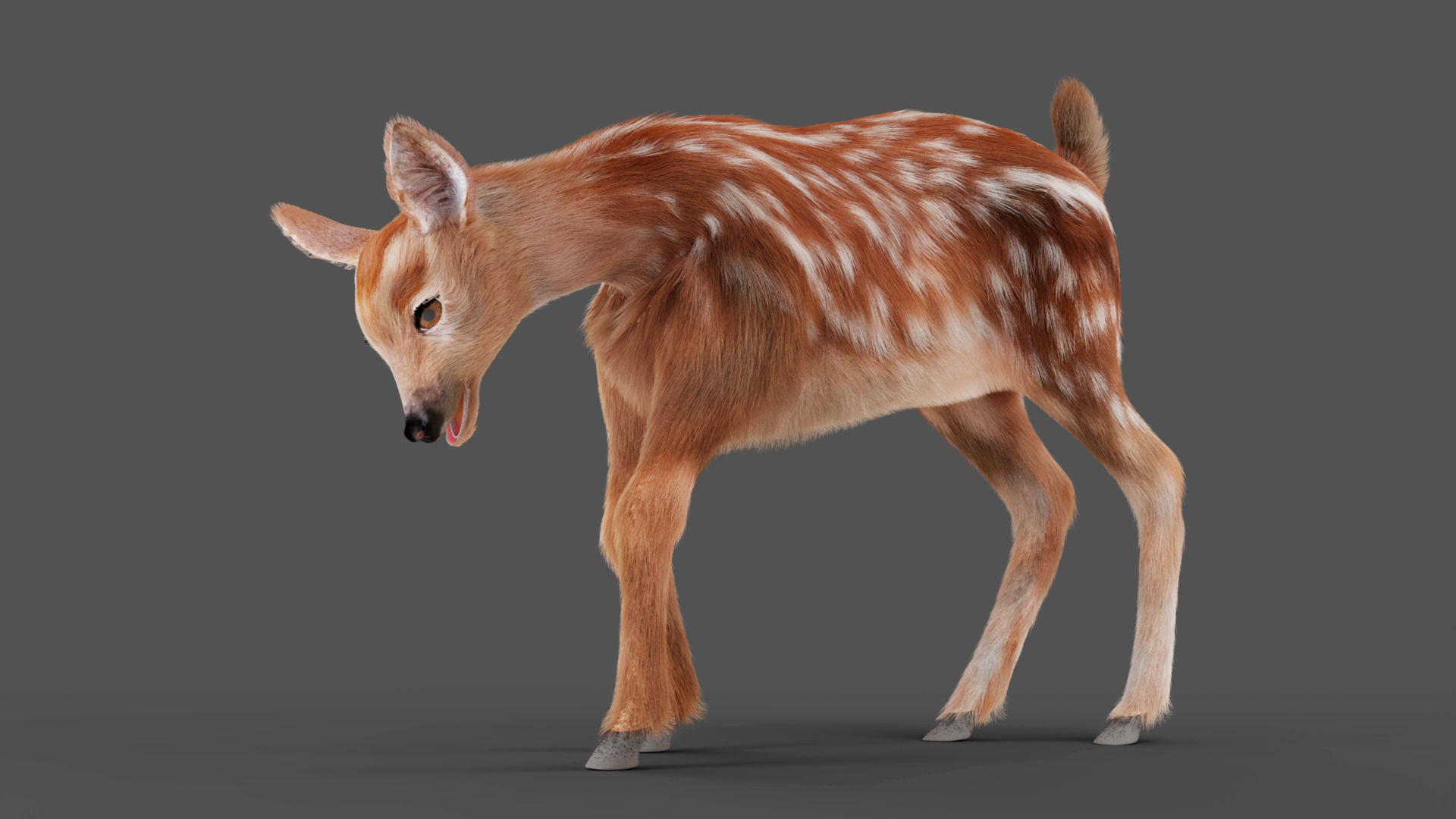 3D Fur Fawn Deer Rigged and Animated Blender Low-poly 3D model_9