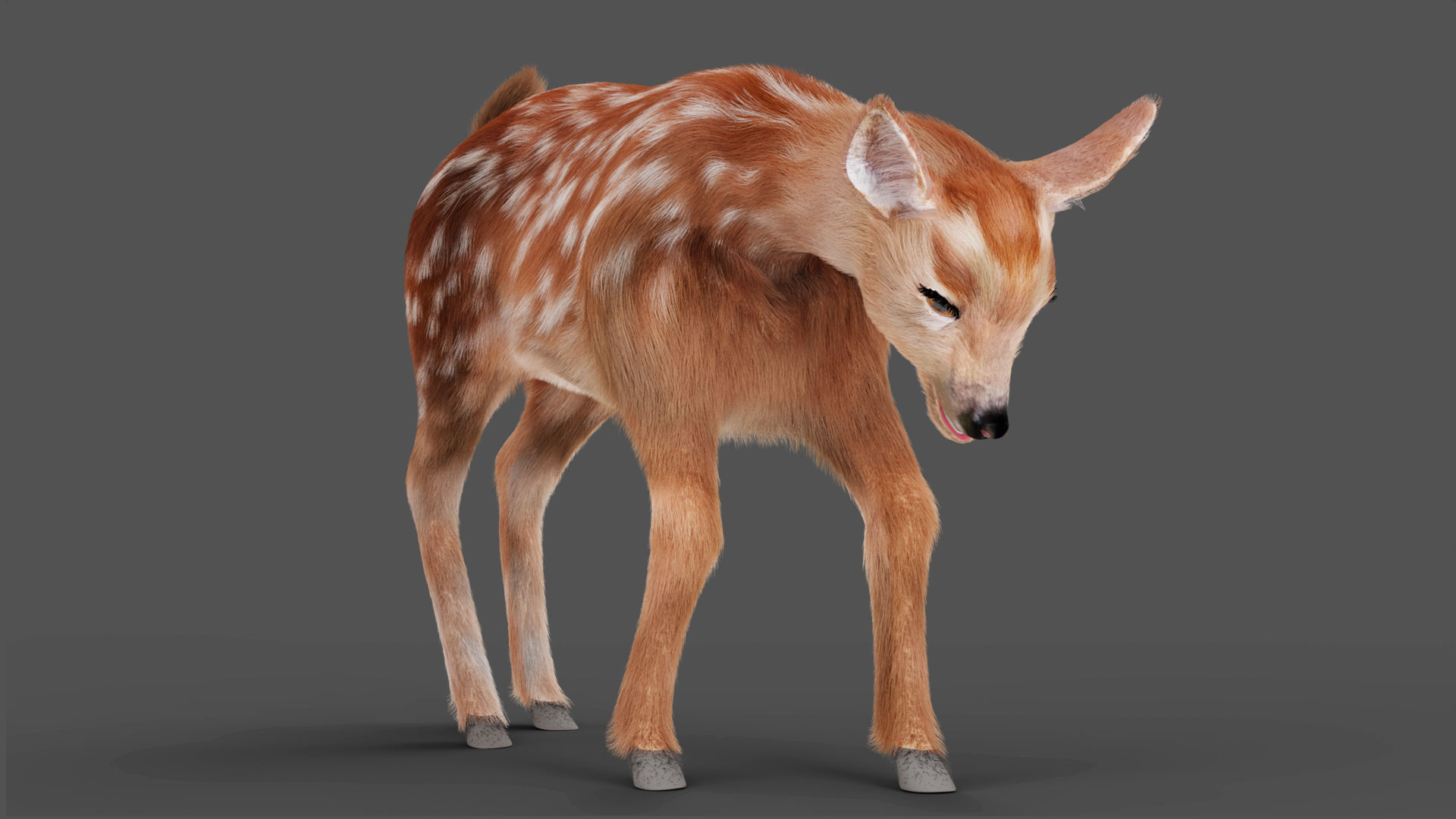 3D Fur Fawn Deer Rigged and Animated Blender Low-poly 3D model_11